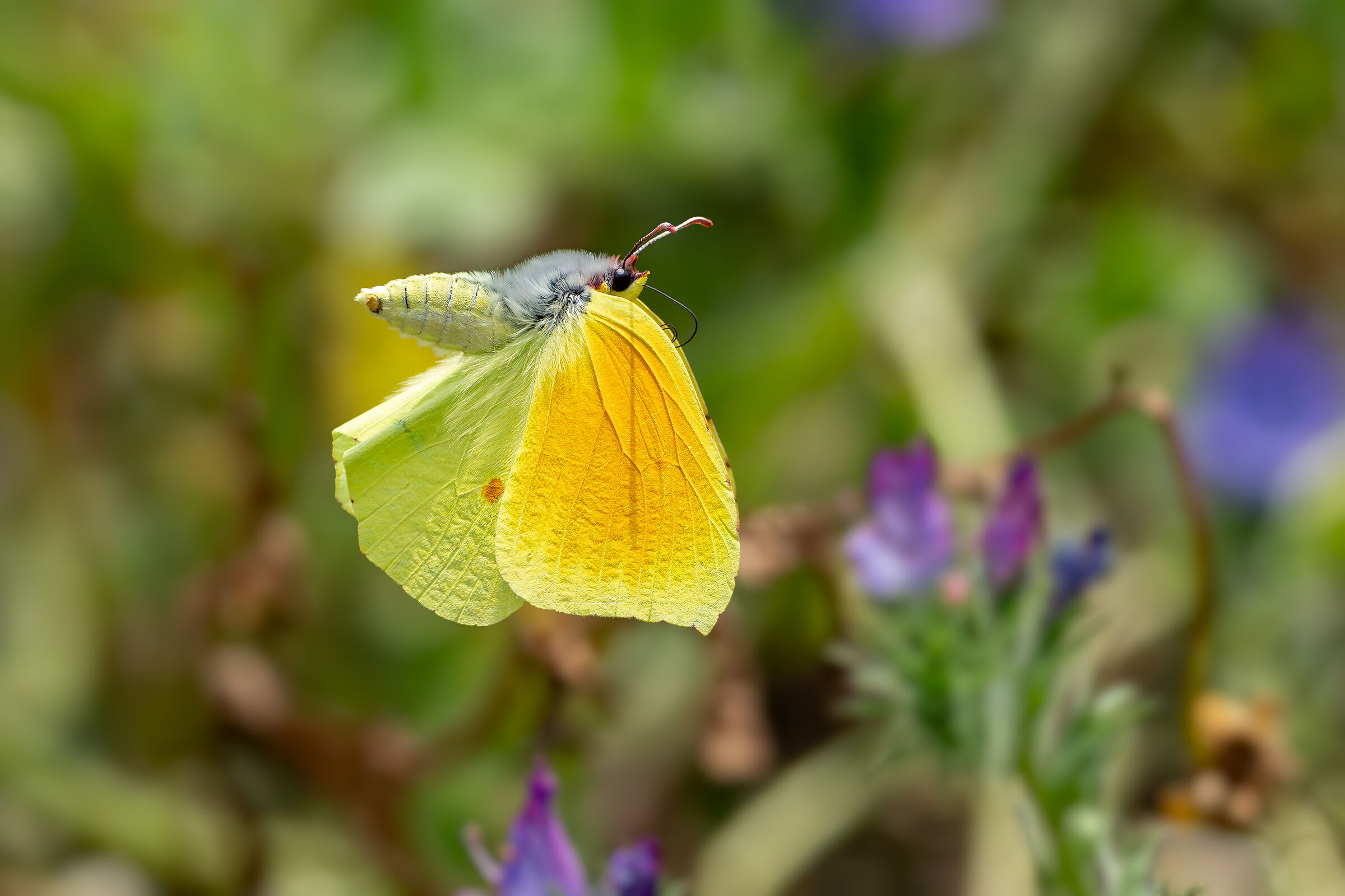 Gonepteryx cleopatra