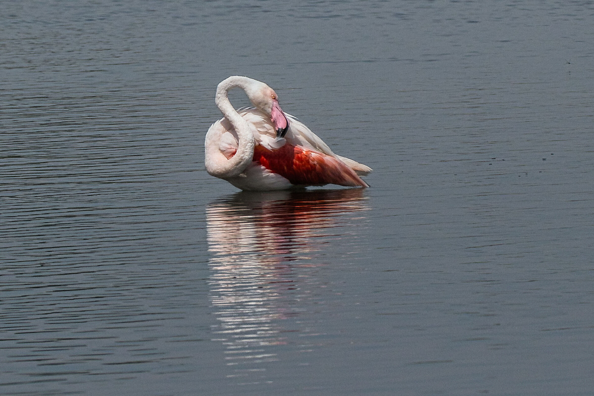 Flamingo in the Valley