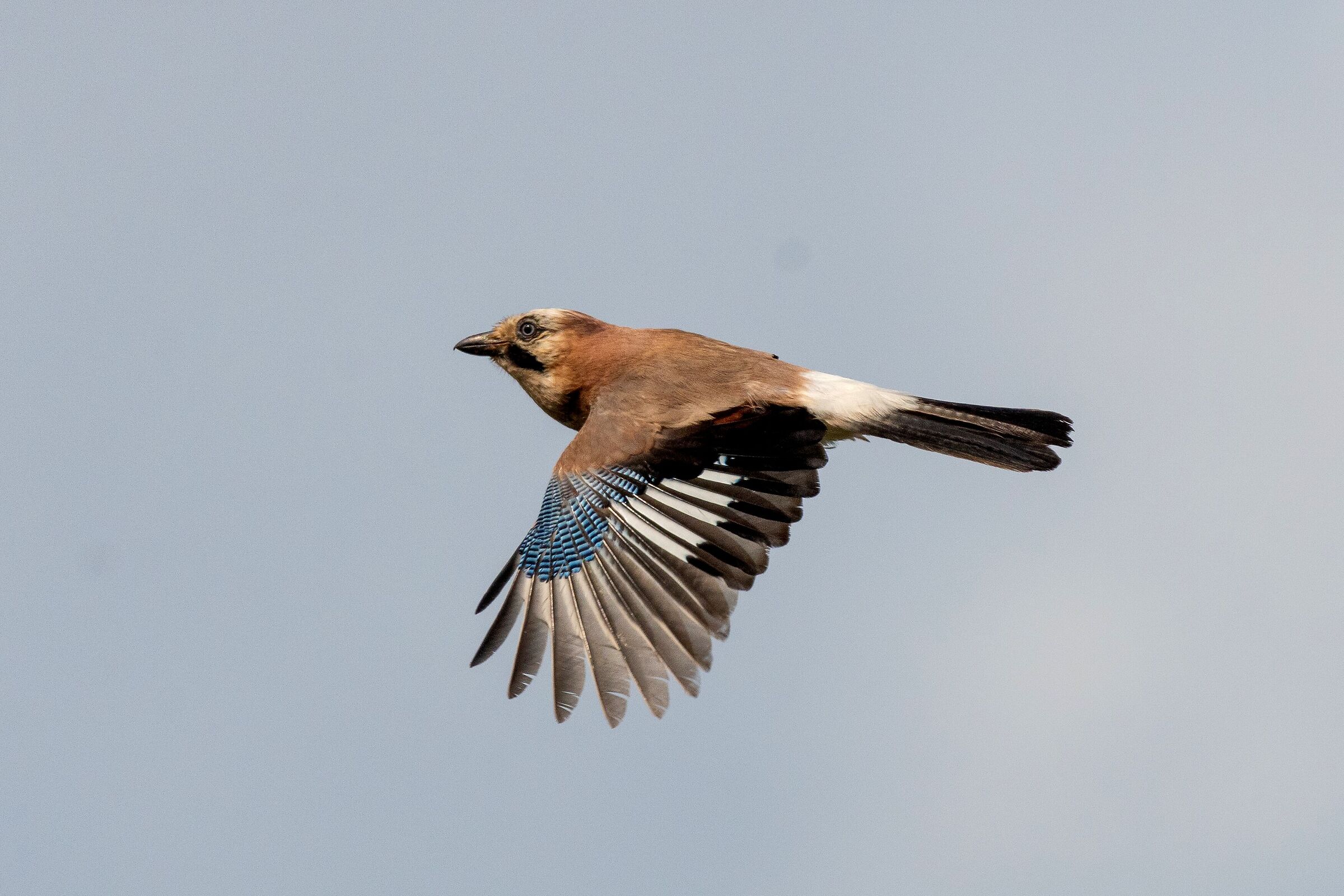 Ghiandaia (Garrulus glandarius)