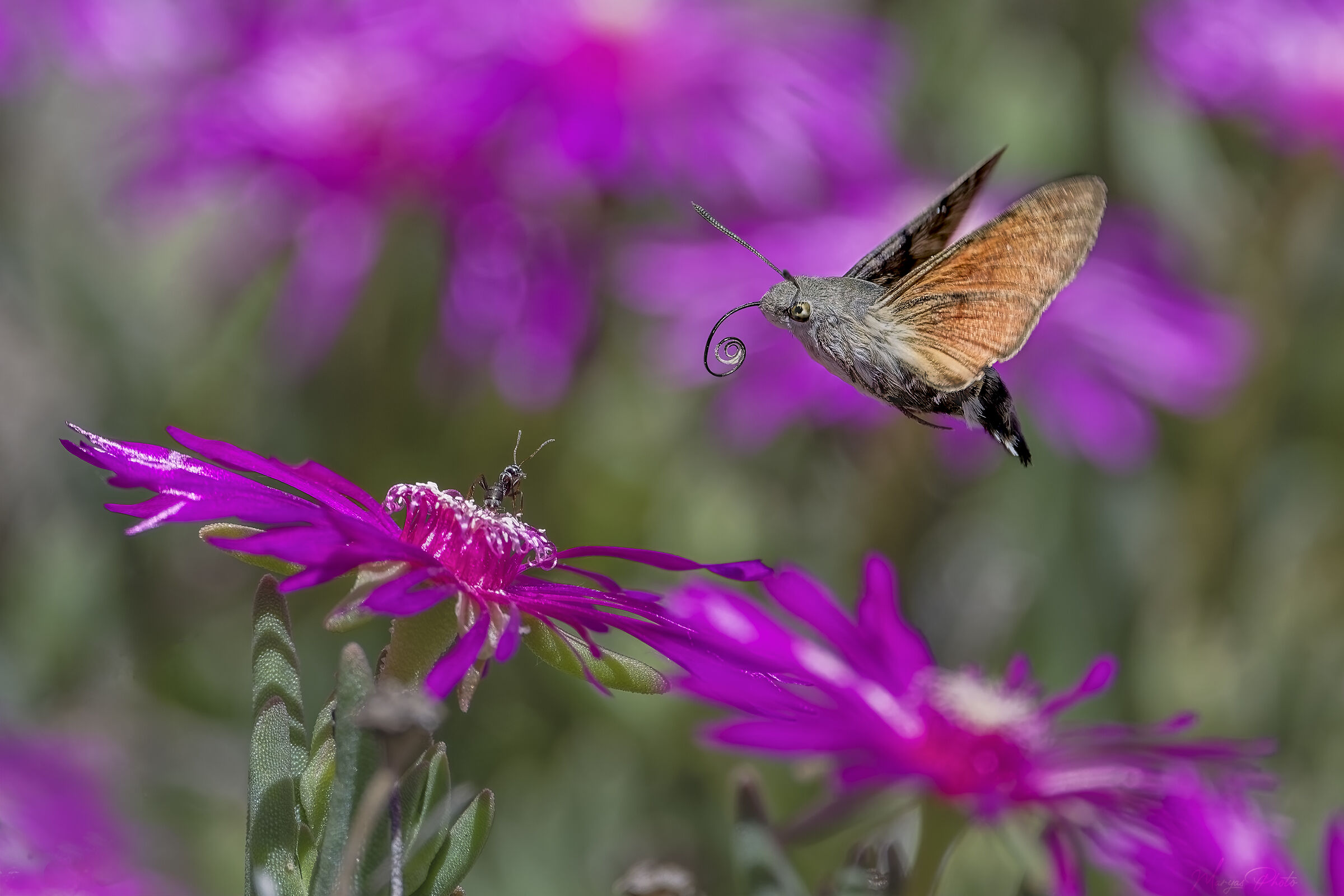 La sfinge e la formica