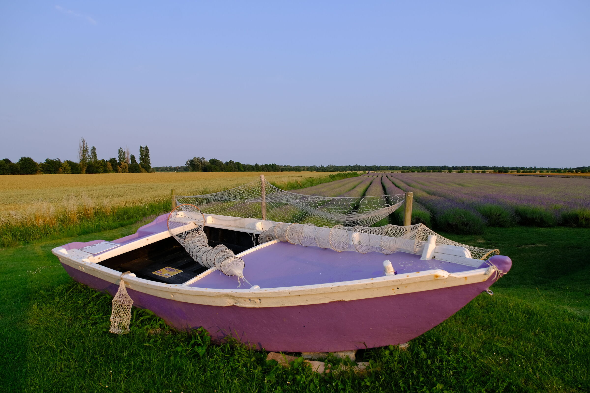 Polesine lavender.