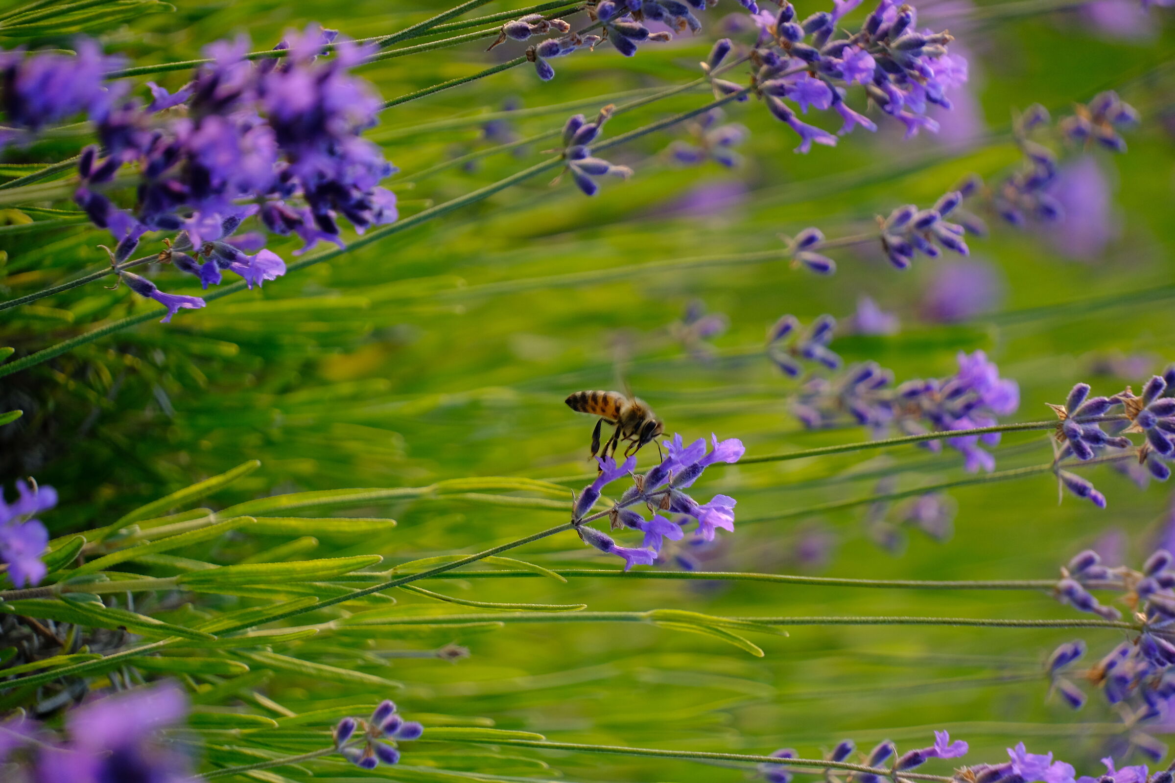 Polesine lavender.