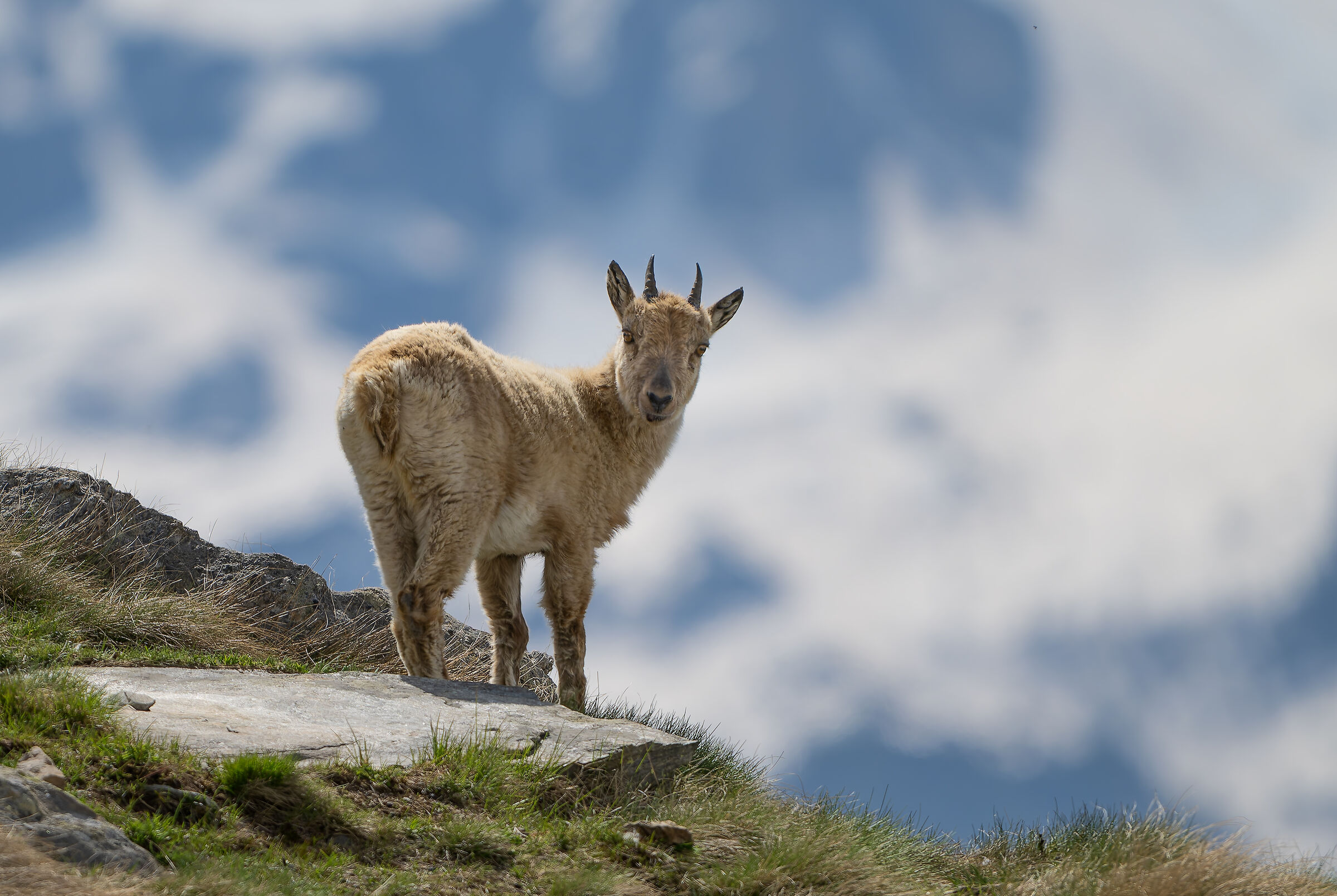 Ibex - Gran Paradiso National Park