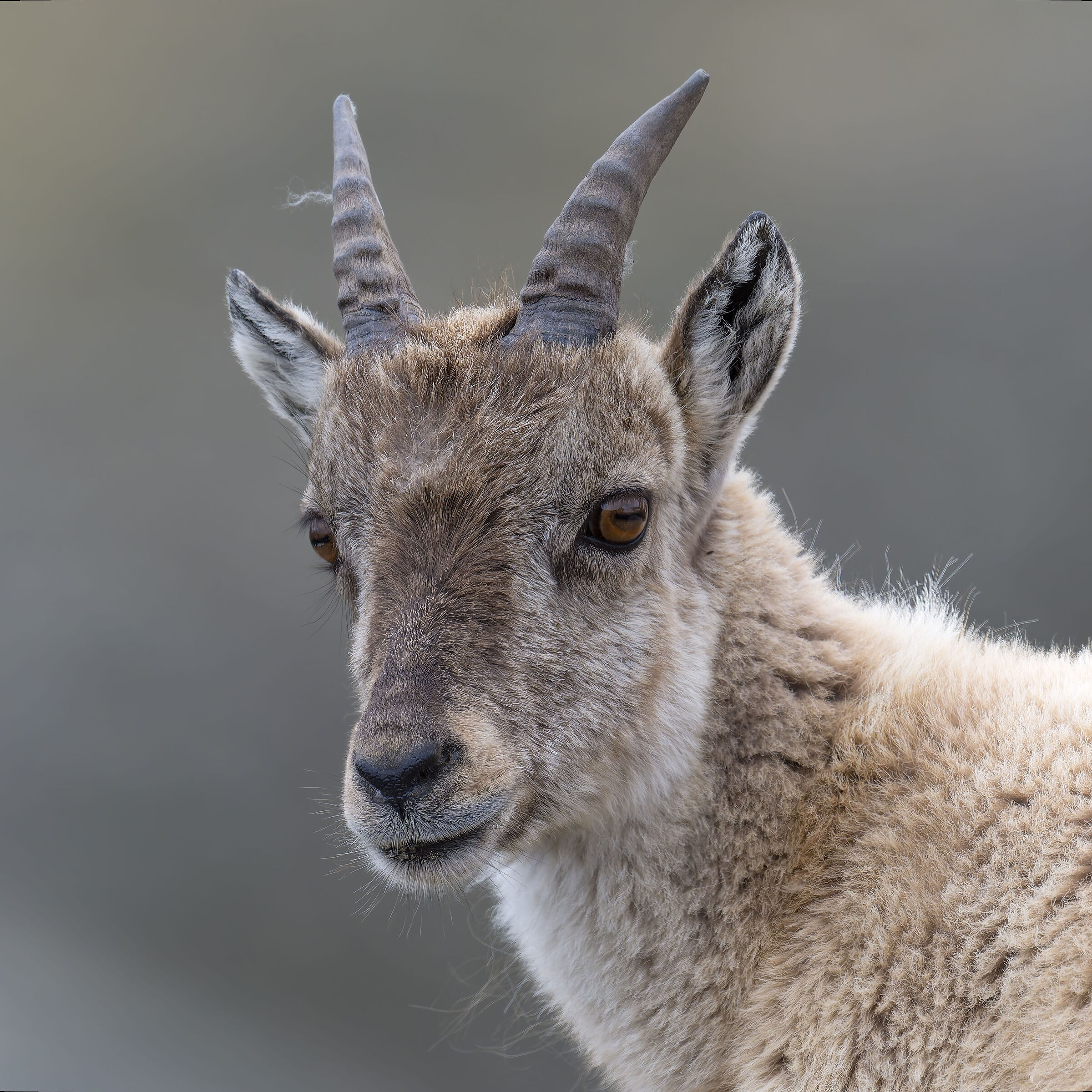 Ibex - Gran Paradiso National Park