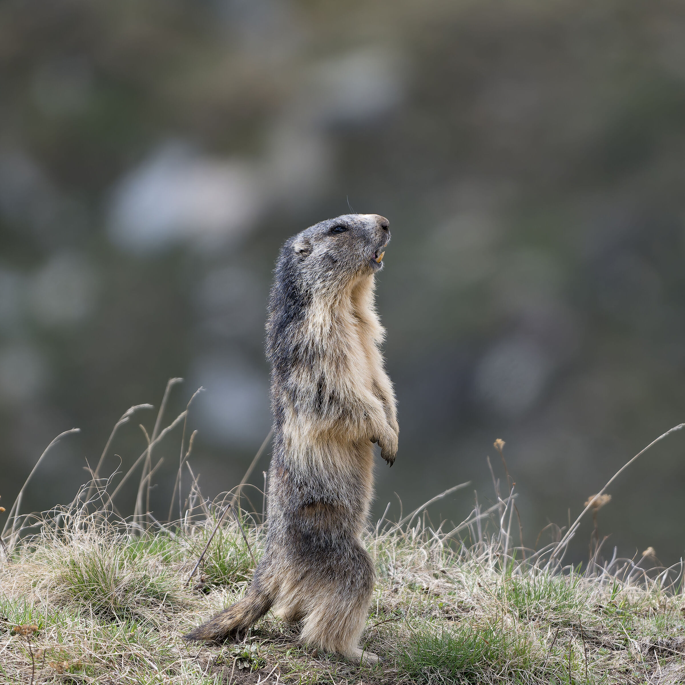 Marmotta - Parco Nazionale del Gran Paradiso