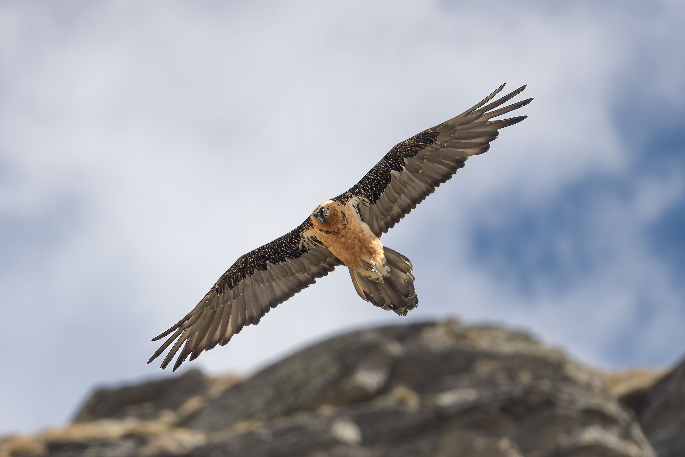 Gypaetus barbatus - Gran Paradiso National Park