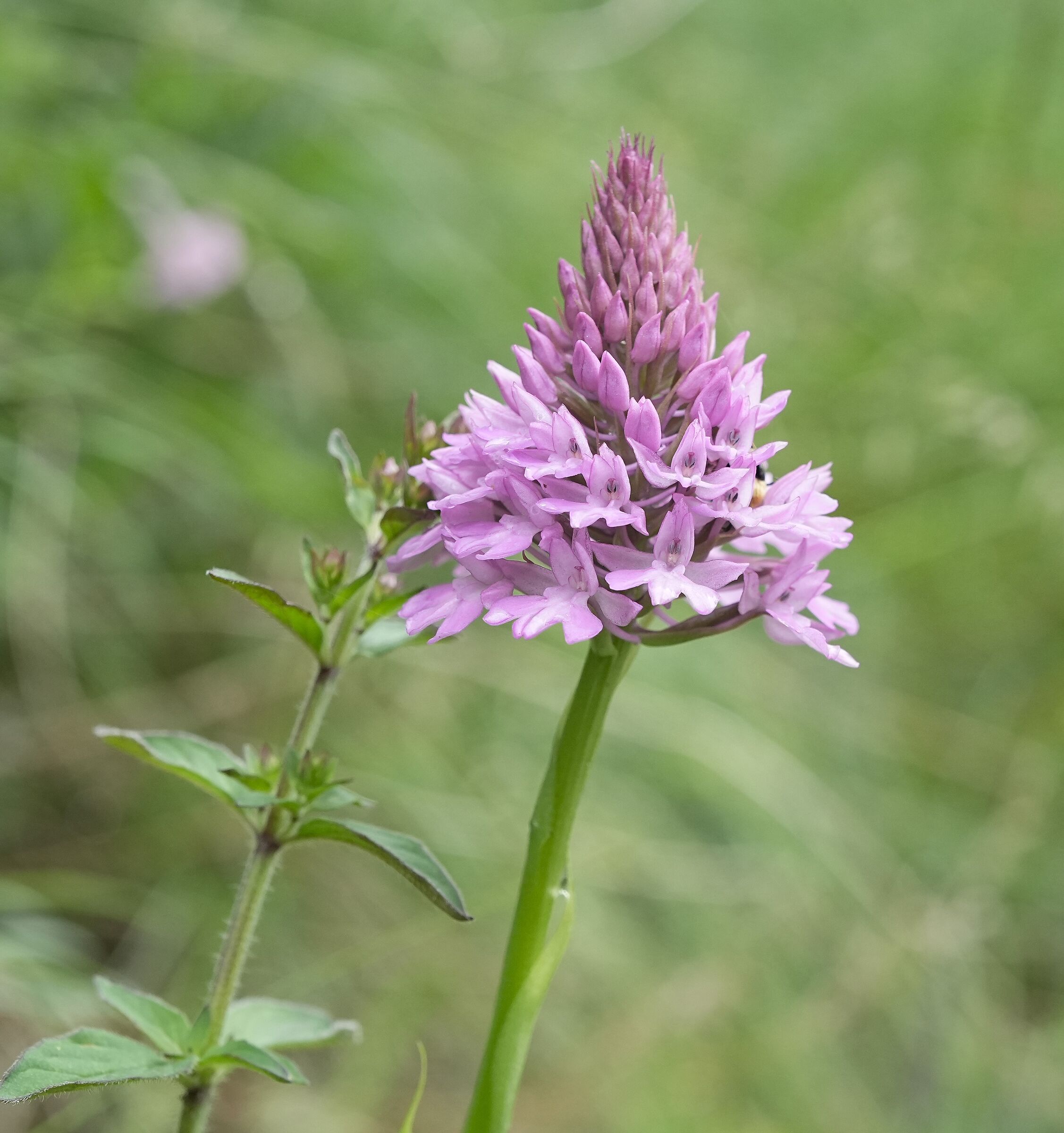 Orchidea spontanea , Anacamptis pyramidalis