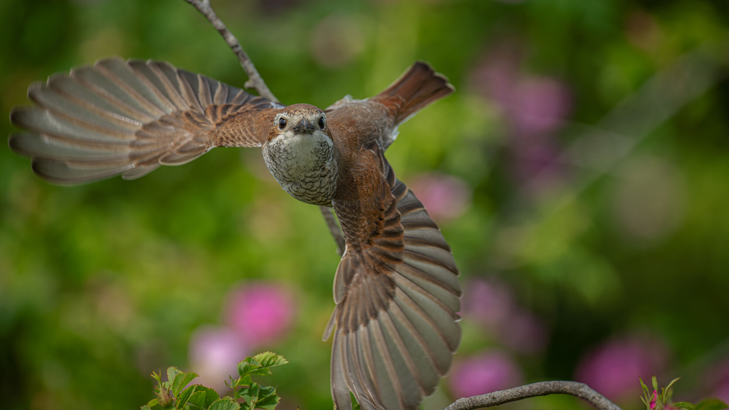 red-backed shrike