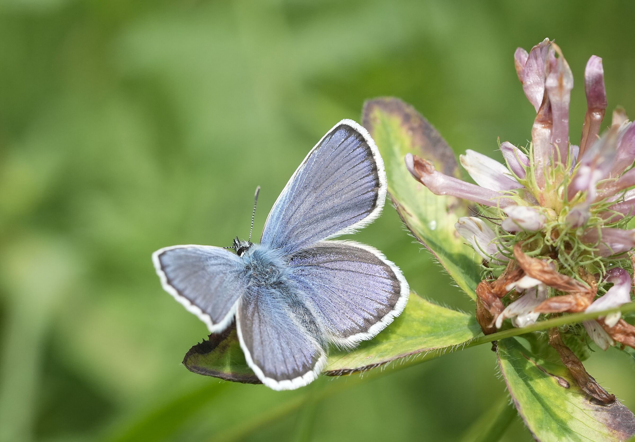 Farfalla, Licenide (Polyommatus thersites)