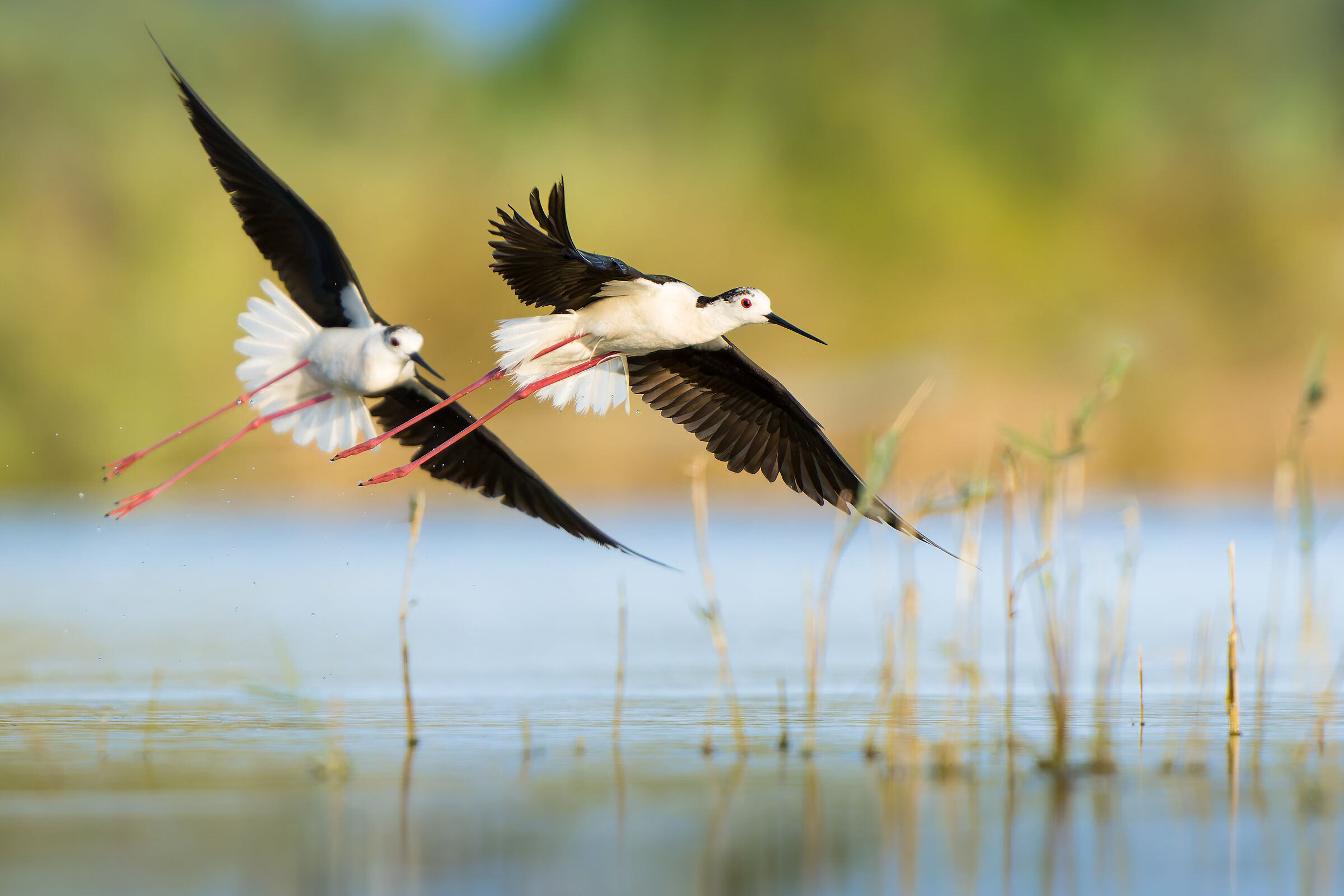 Black-winged Stilts (Himantopus himantopus)