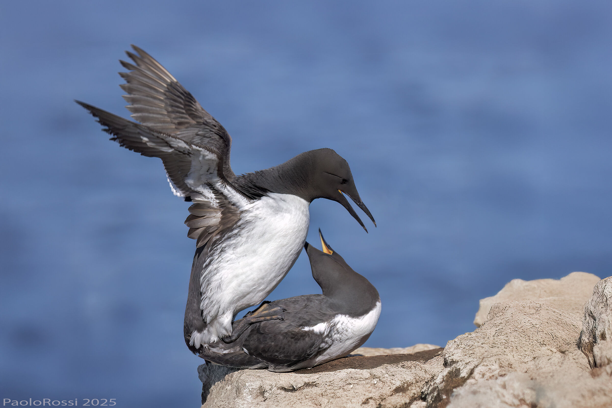 Black guillemot mating...