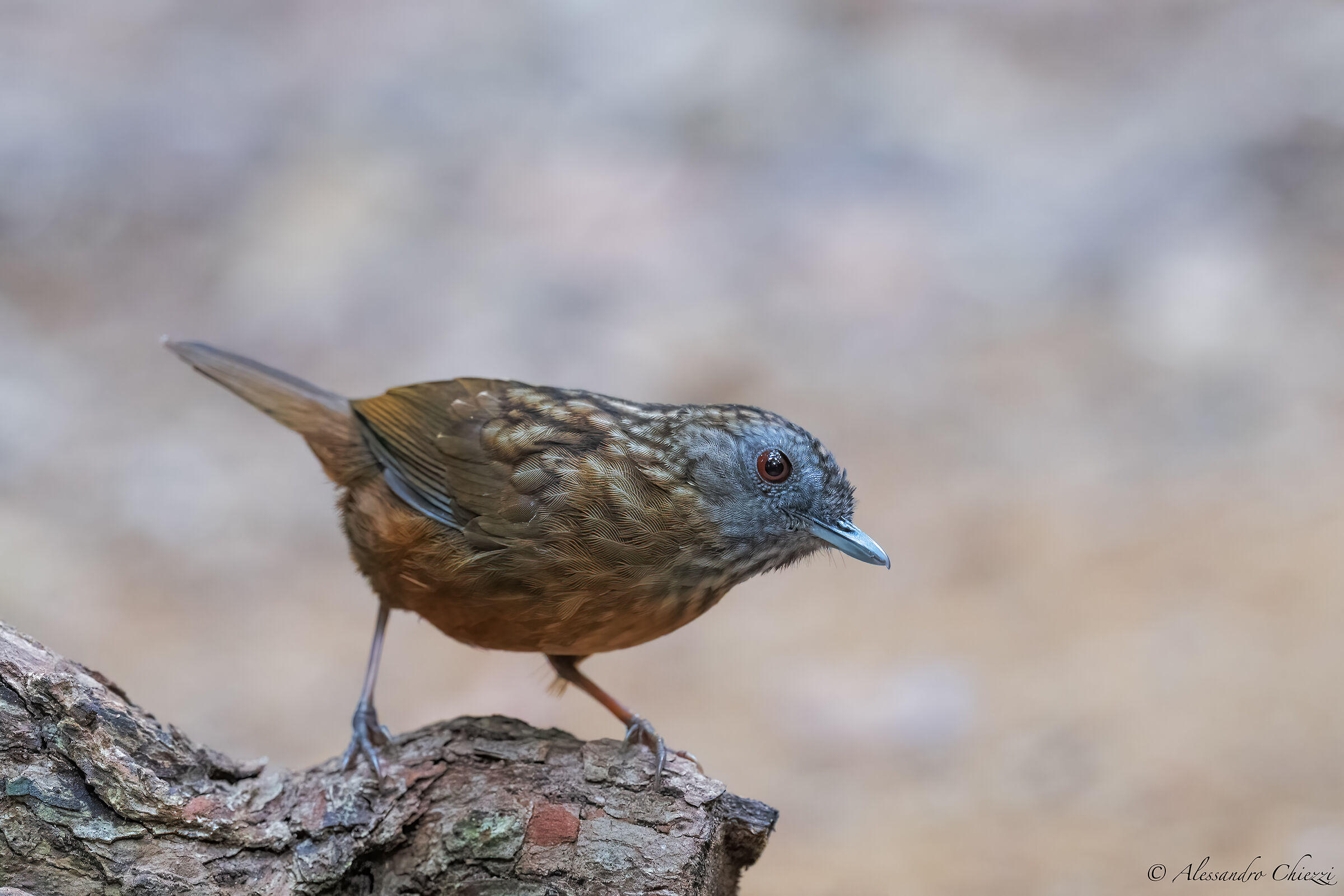 Garrulous line wren