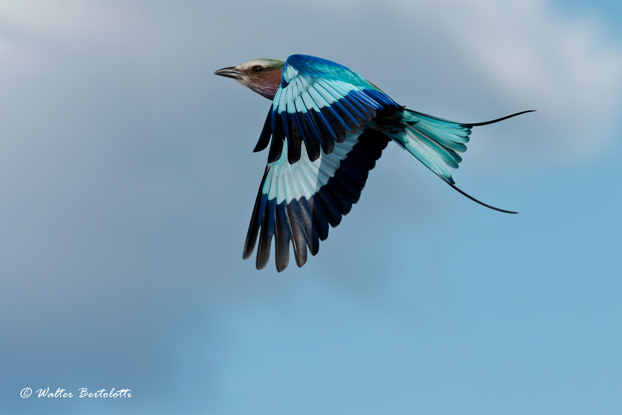The flight of the biblilac