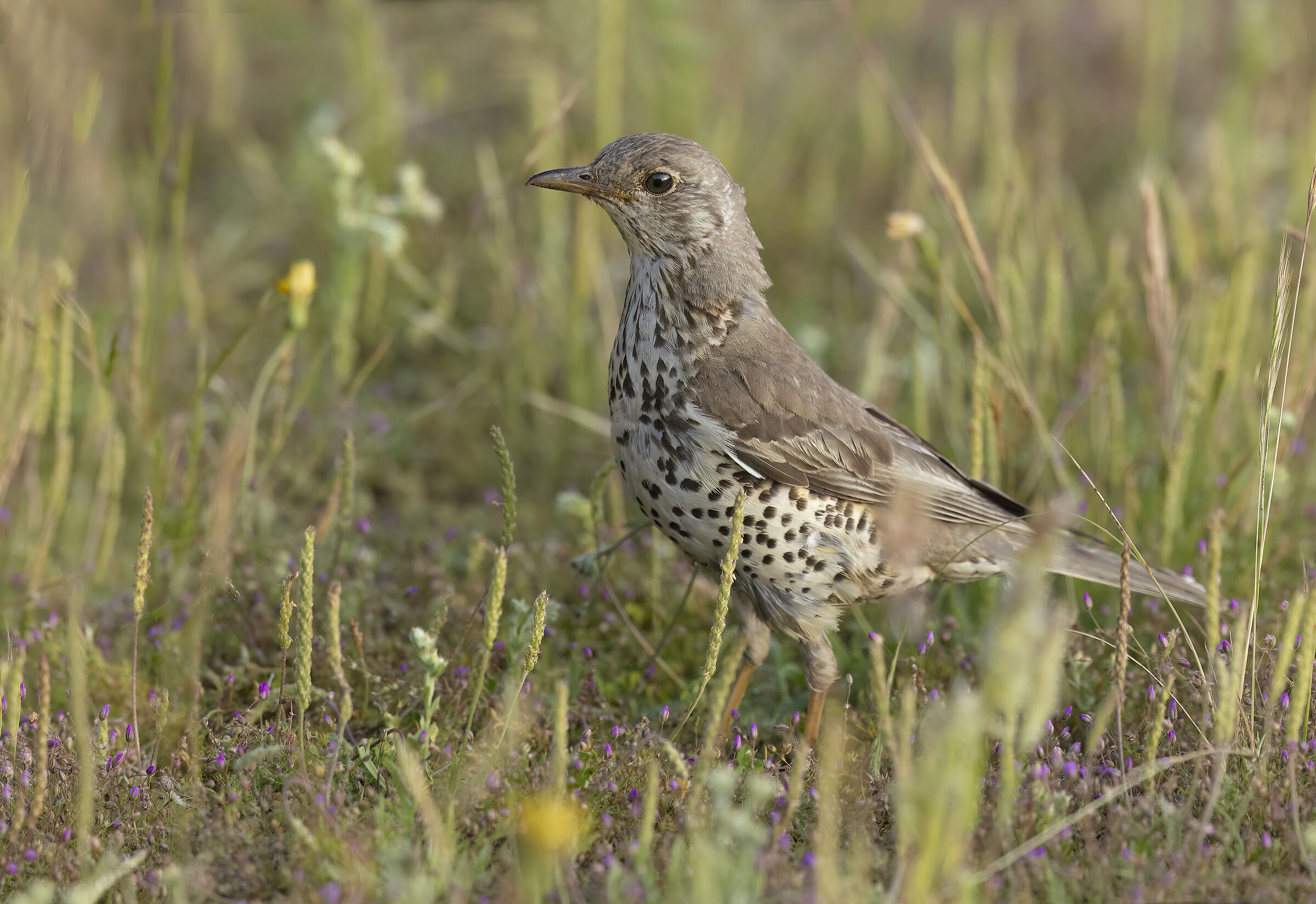 tordela (Andalusia, Spagna)