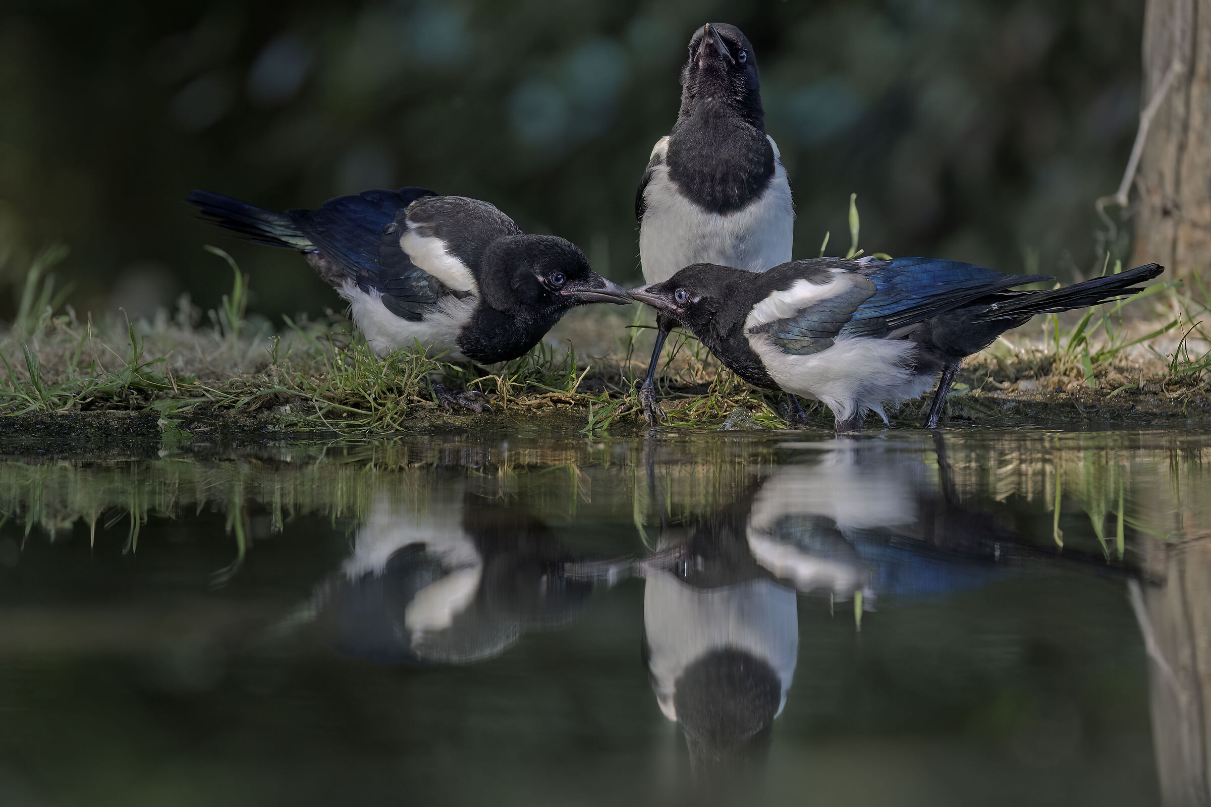 Magpie meeting