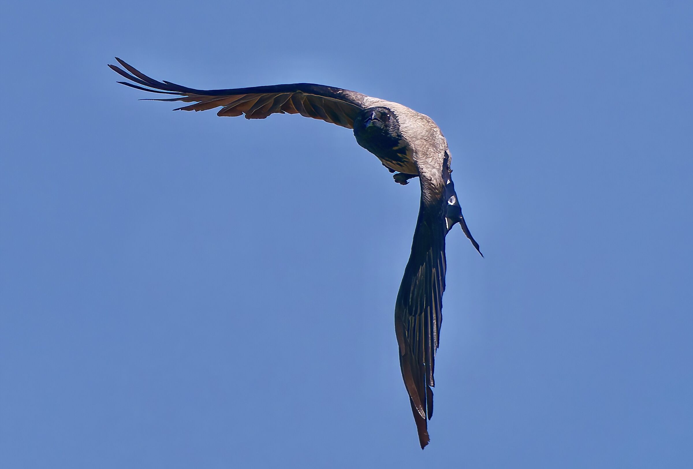 Il volo del cornacchione