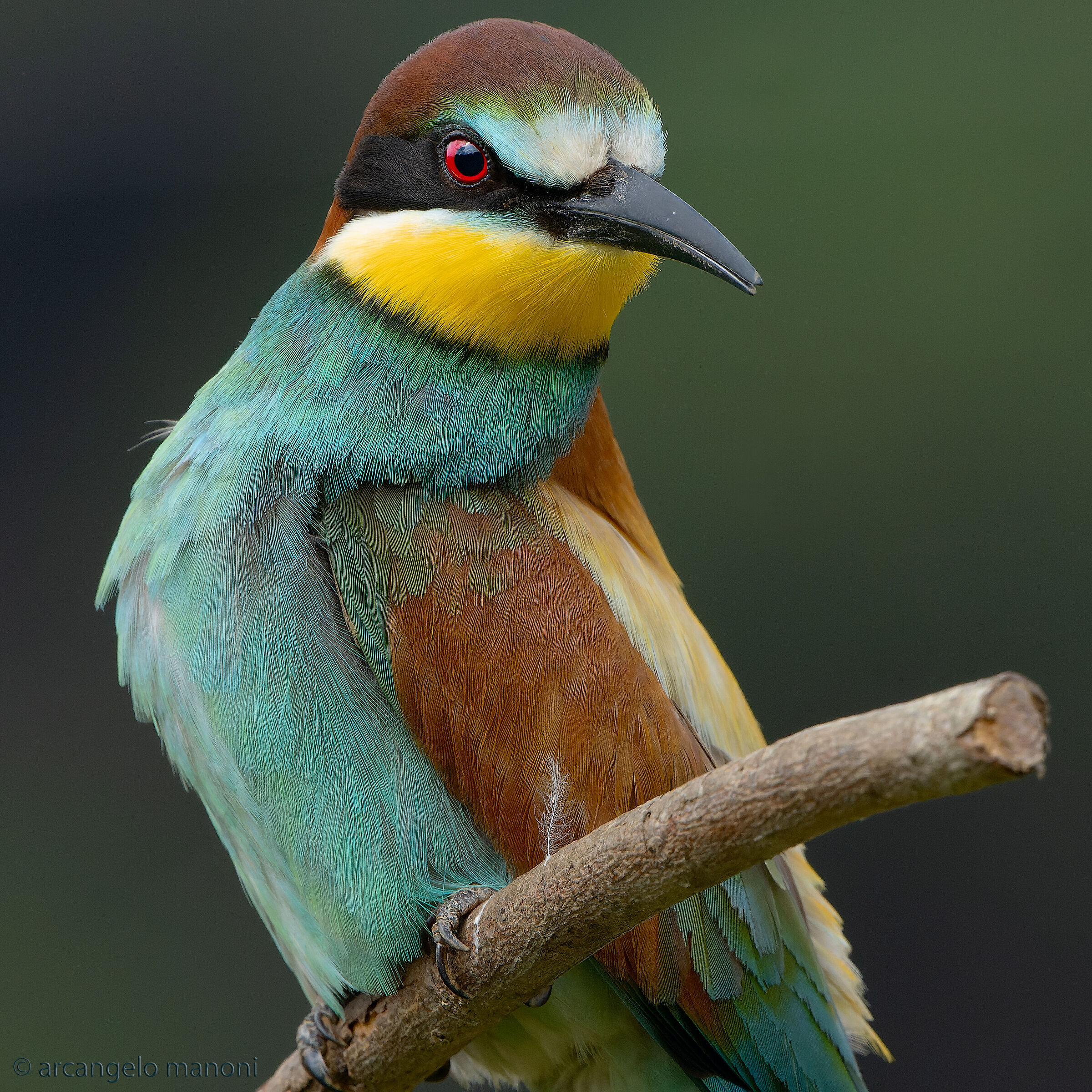 Ritratto al quadrato