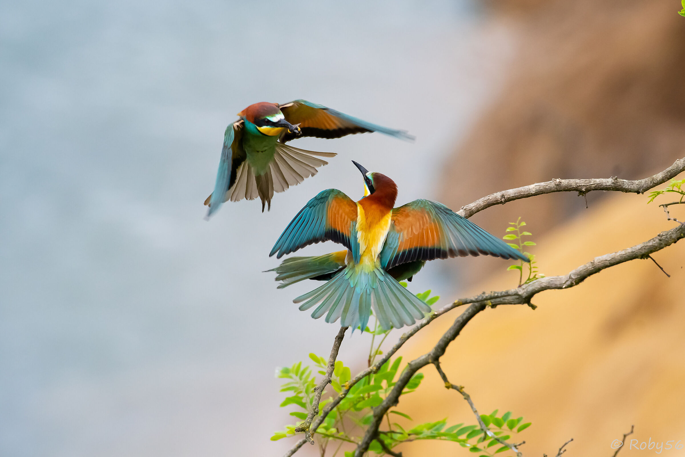 Bee-eaters..
