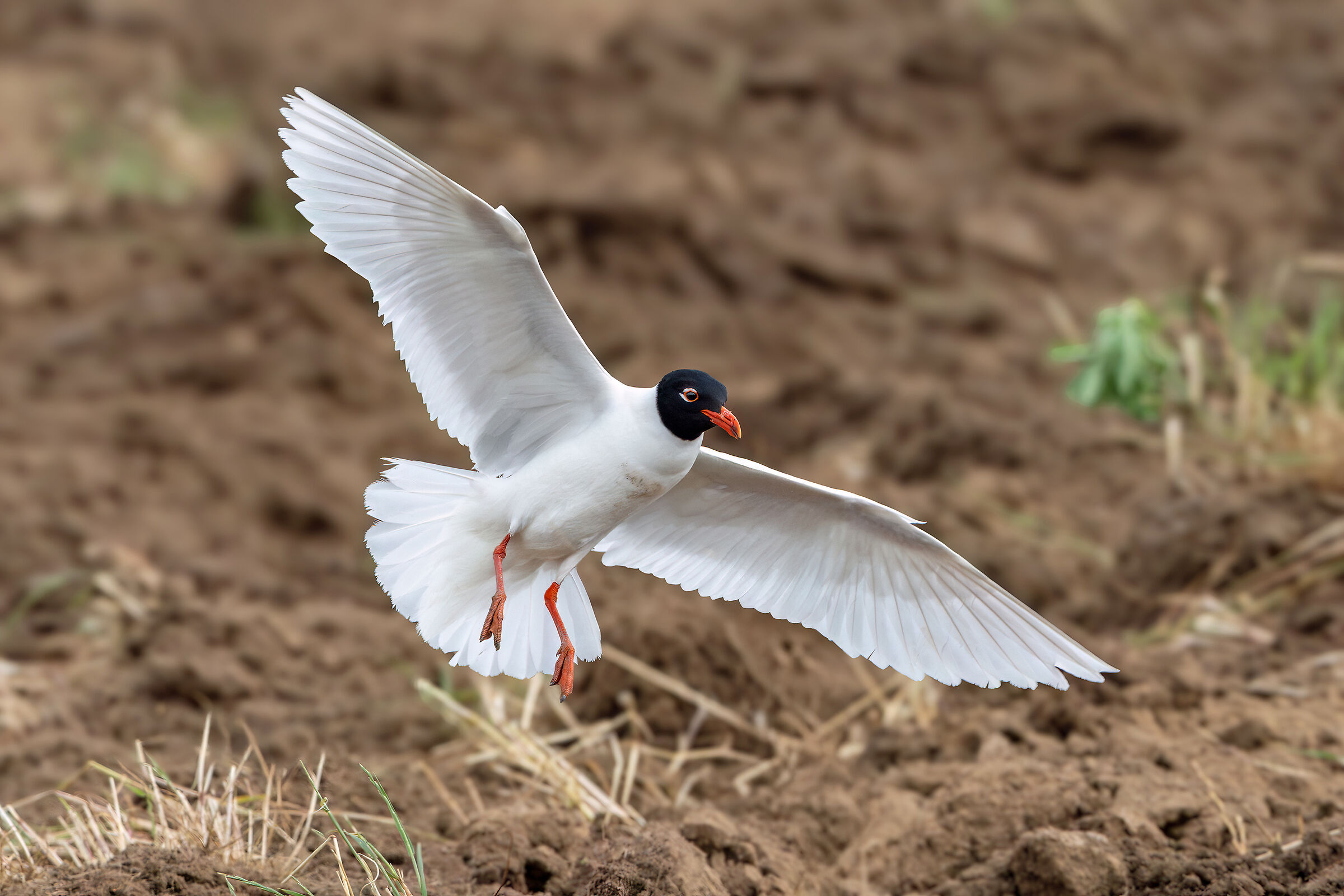 Mediterranean gull