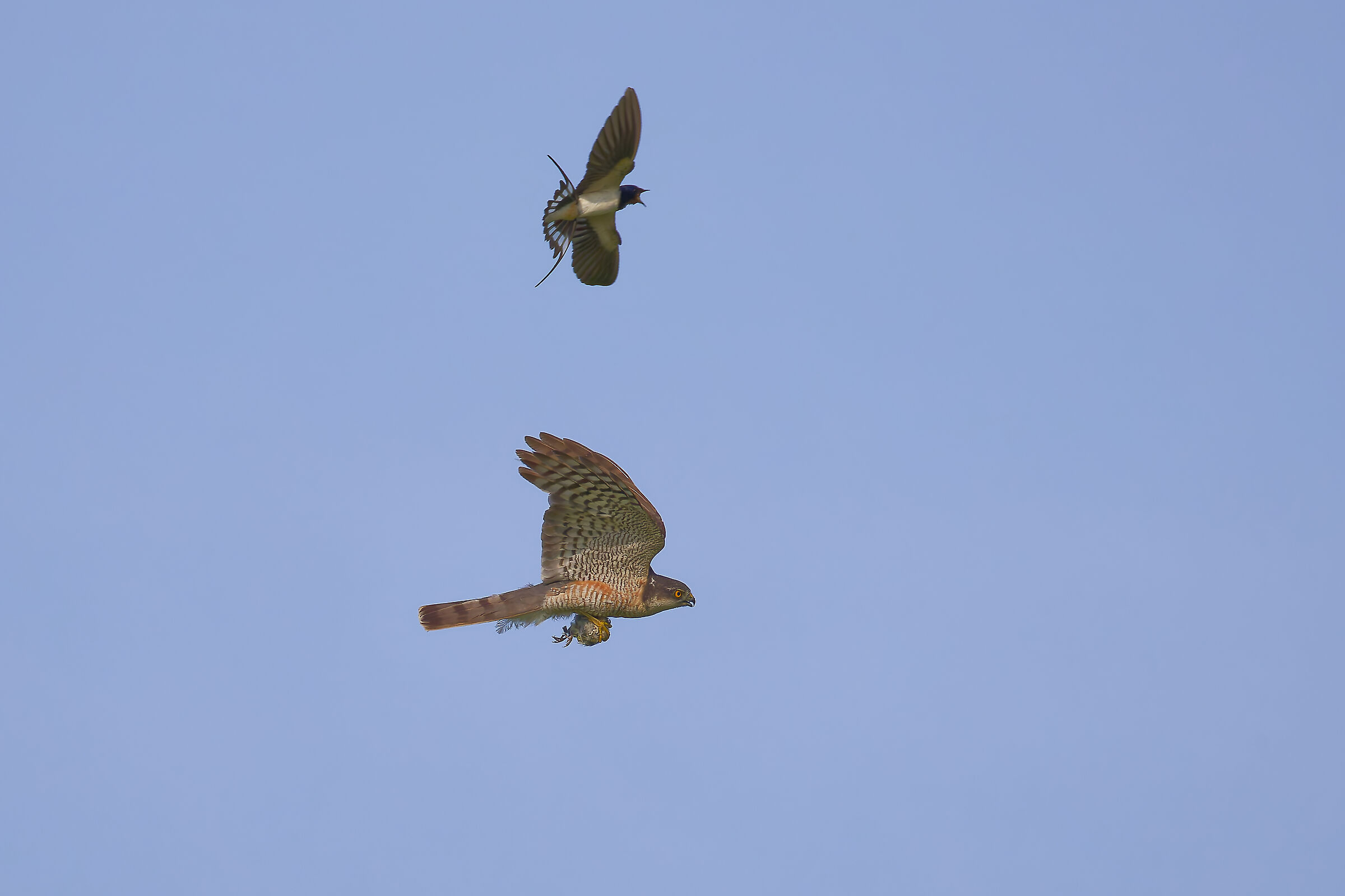 Sparrowhawk with swallow pullet