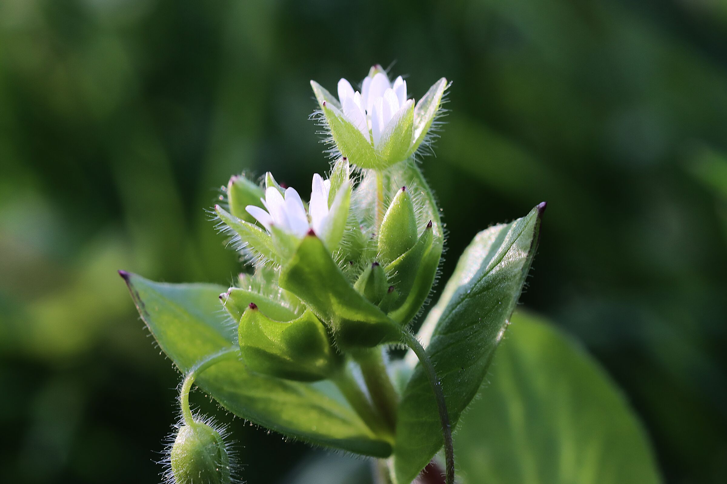 stellaria