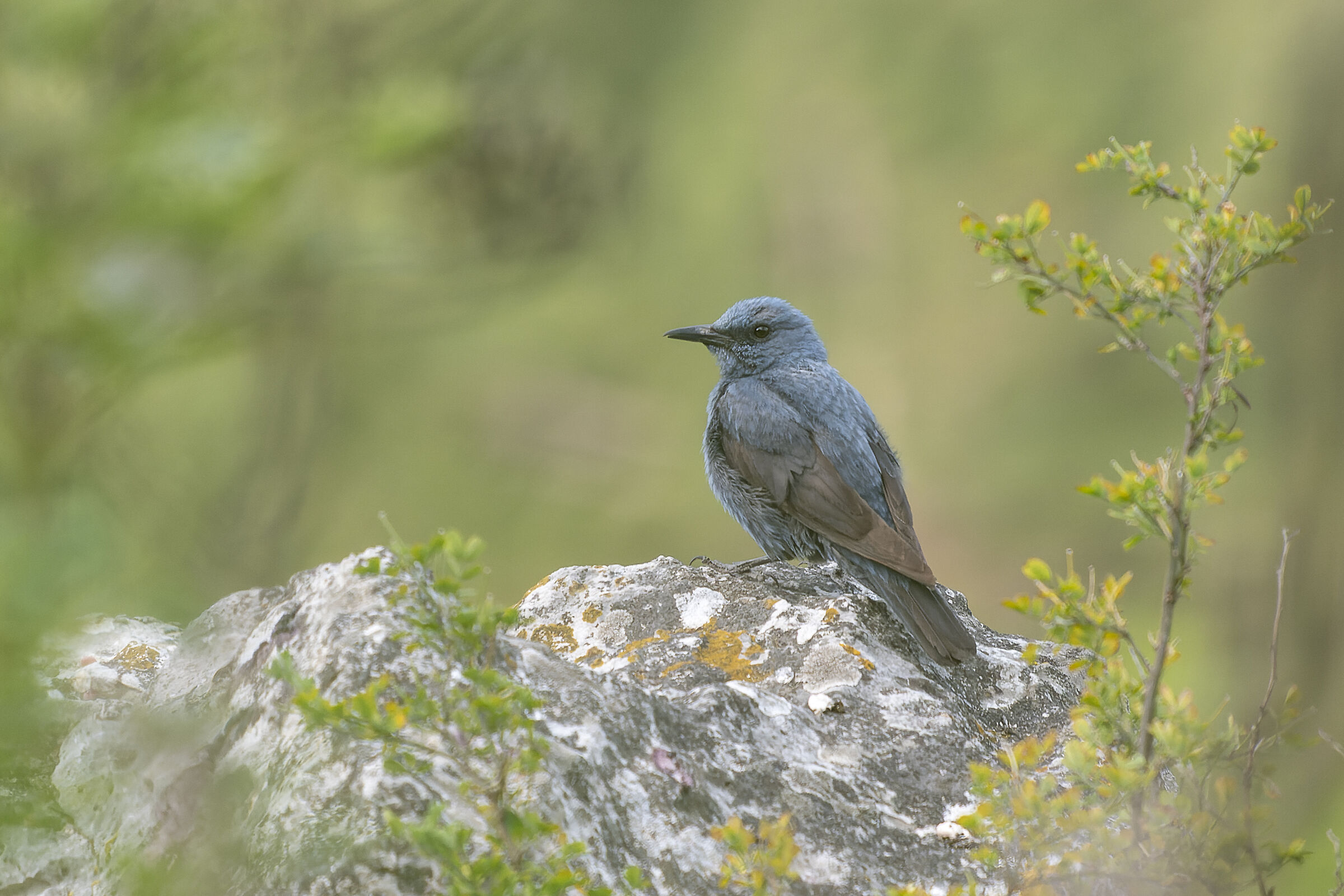 Passero solitario