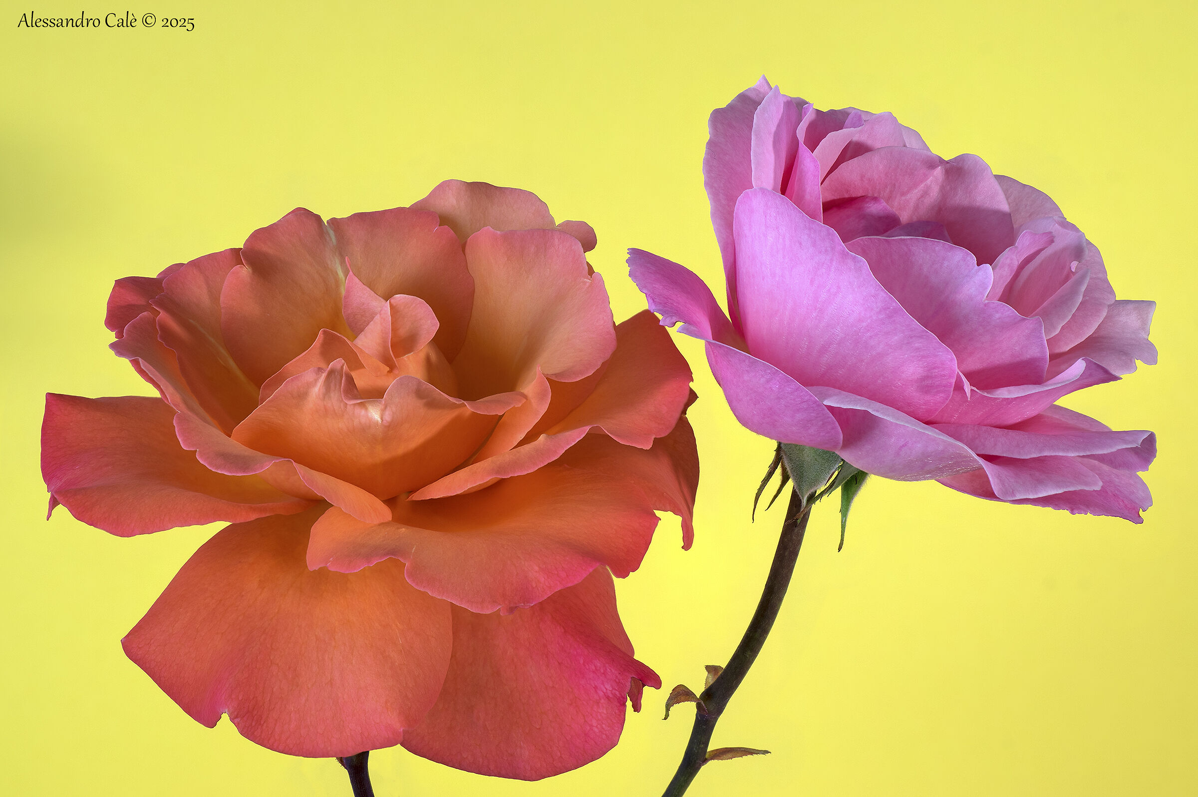 Rose del giardino 2285_93 FS