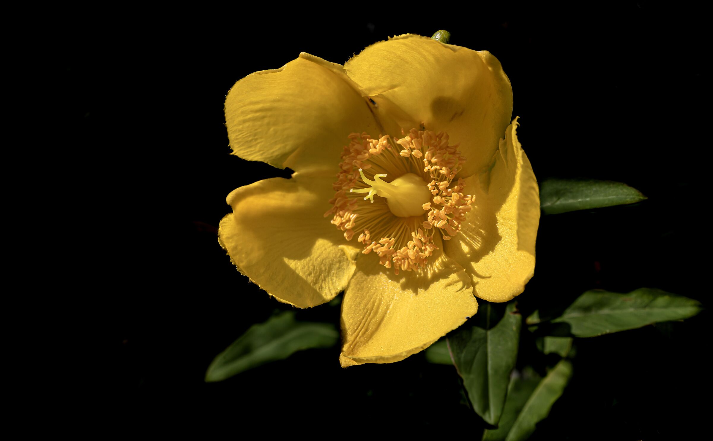 Hypericum on wild hedge