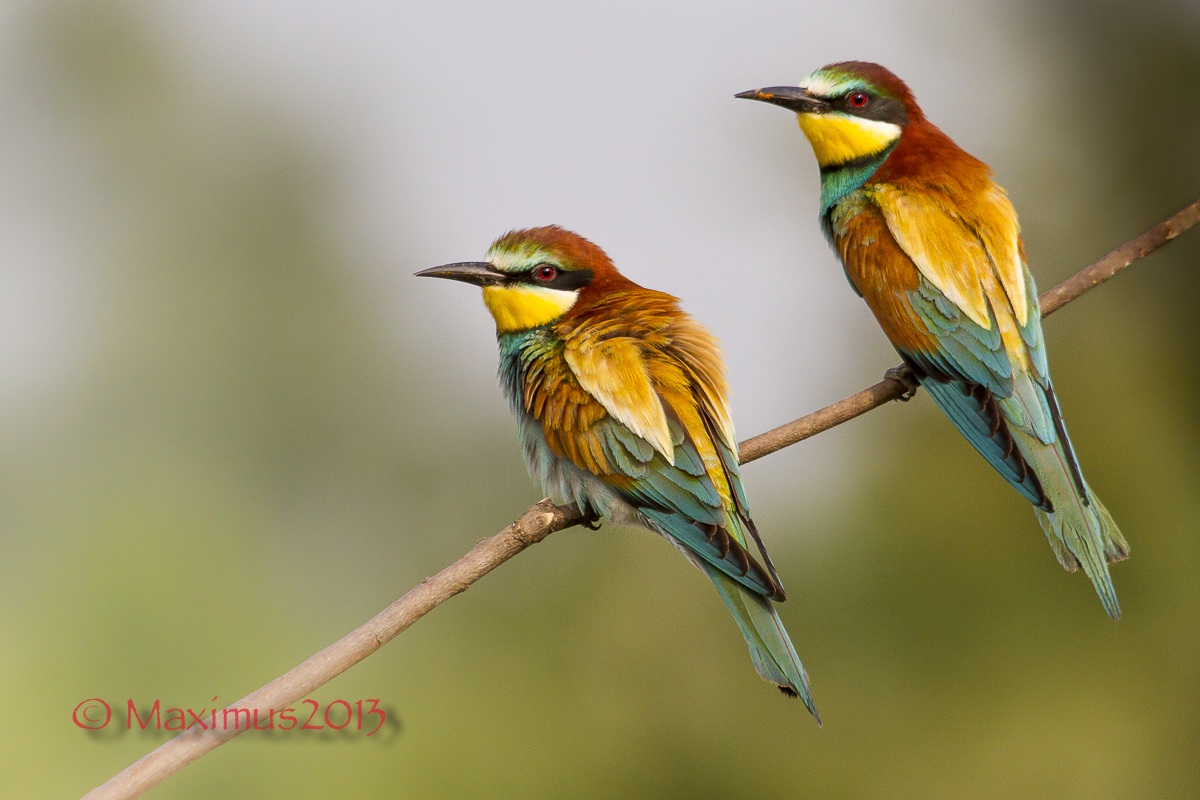.. siamo la coppia più bella del mondo ..