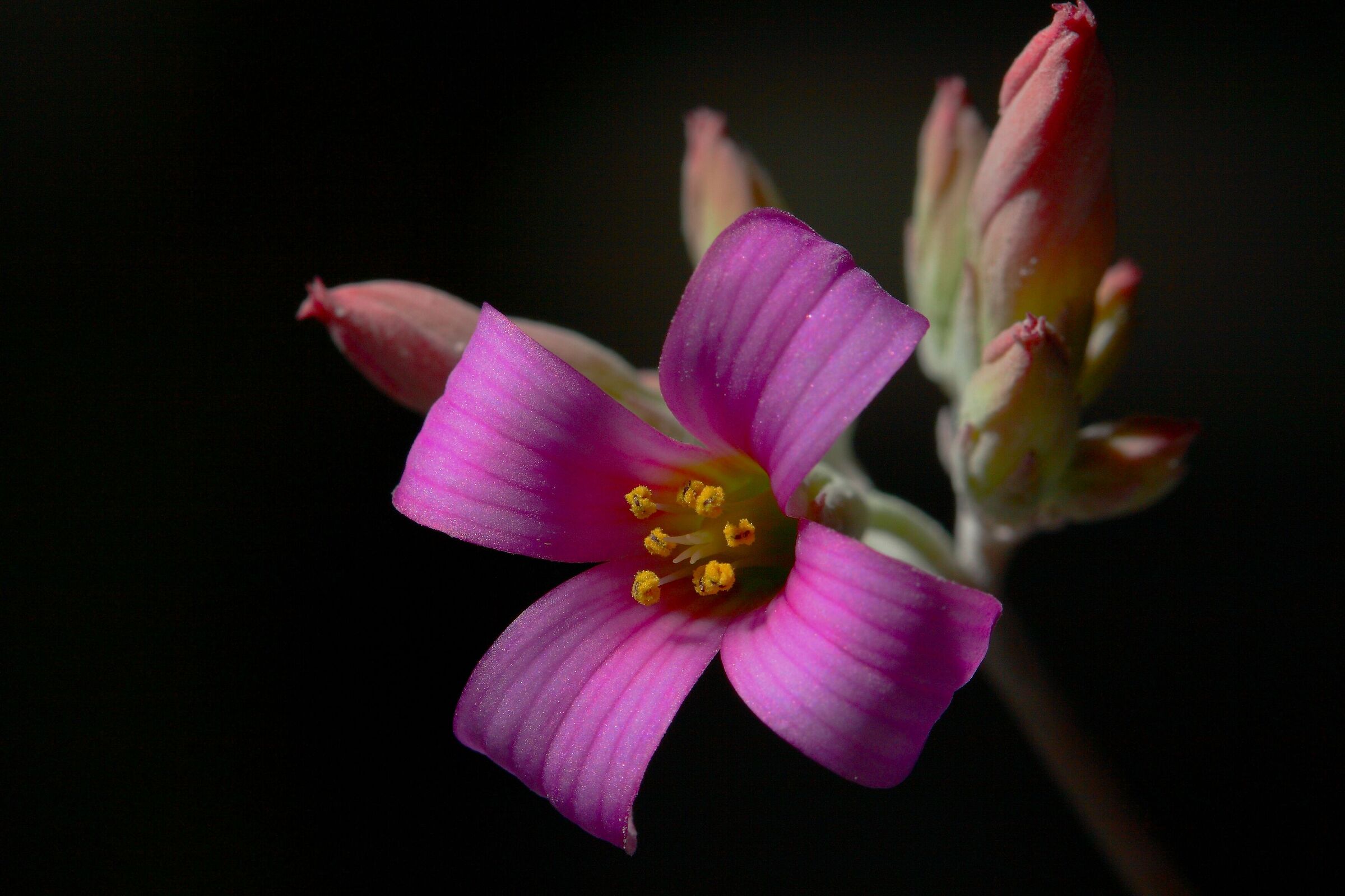 Kalanchoe