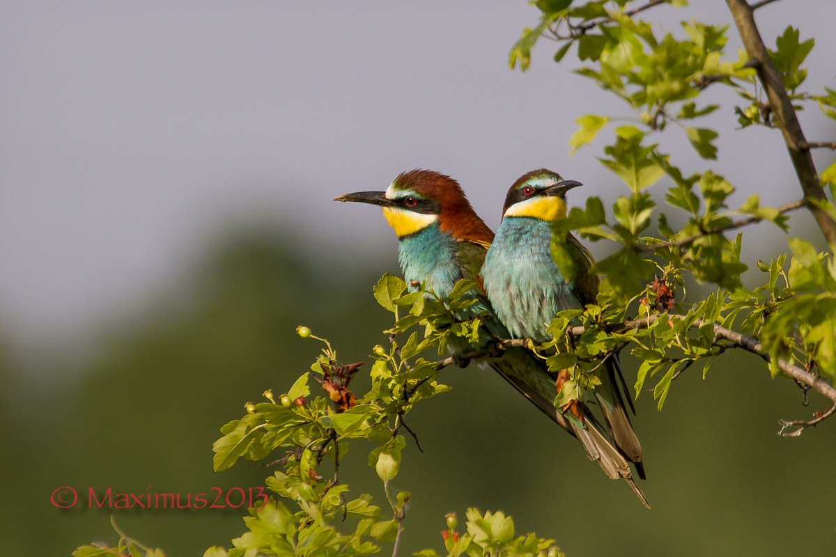 .. siamo la coppia più bella del mondo, nascosta ..