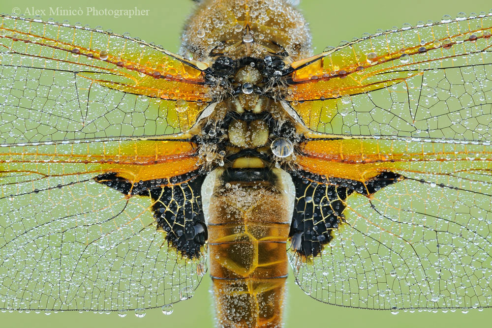 Libellula quadrimaculata