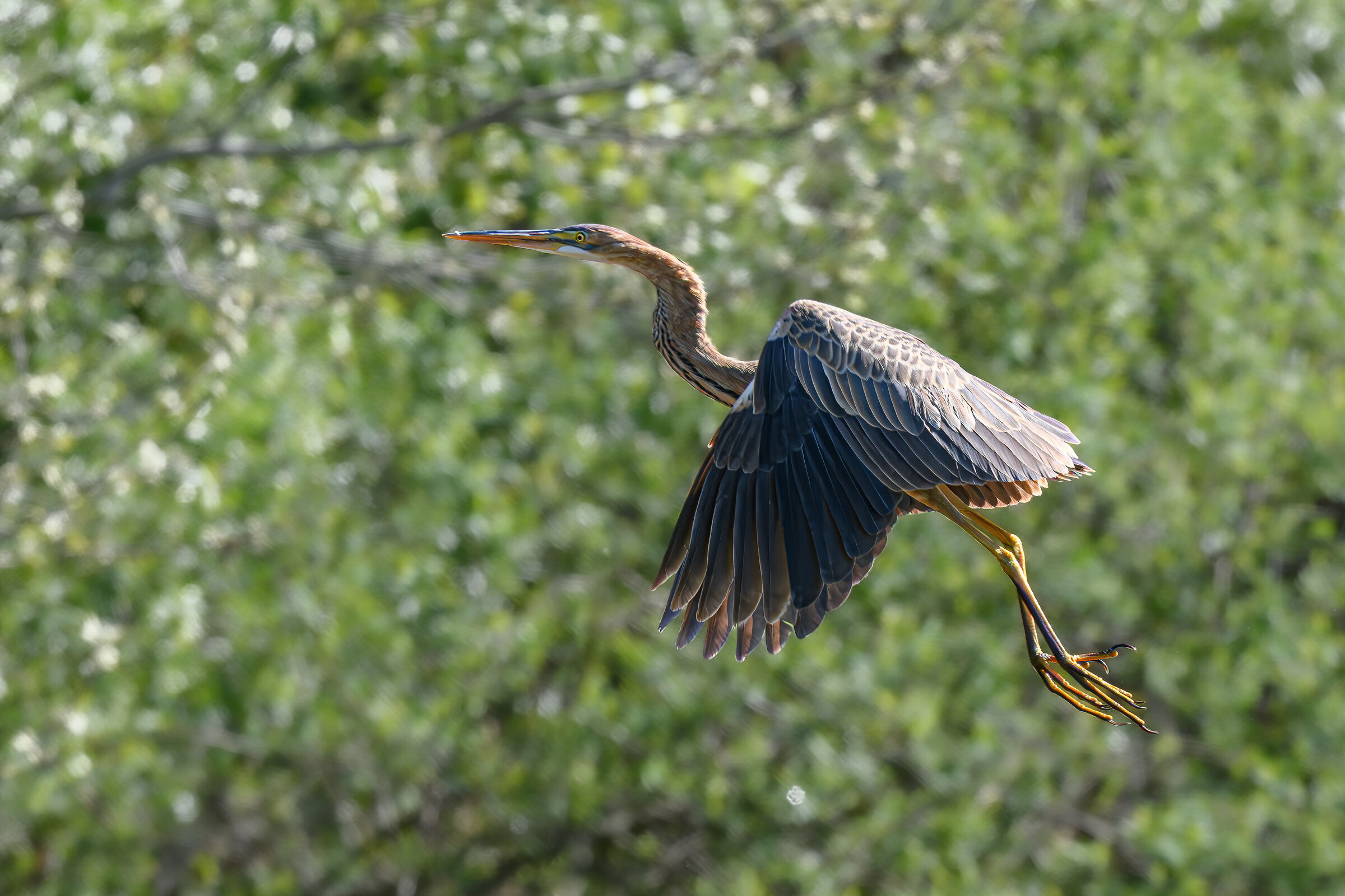 Purple heron