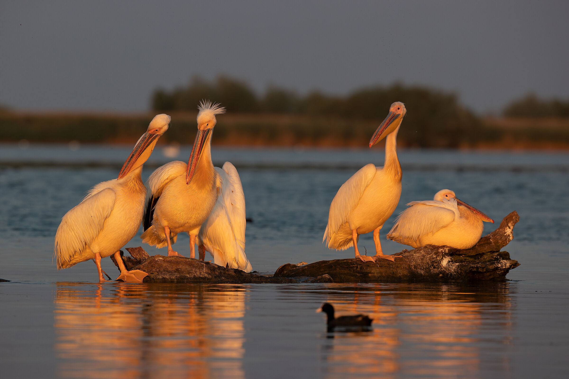 Luci della ribalta...