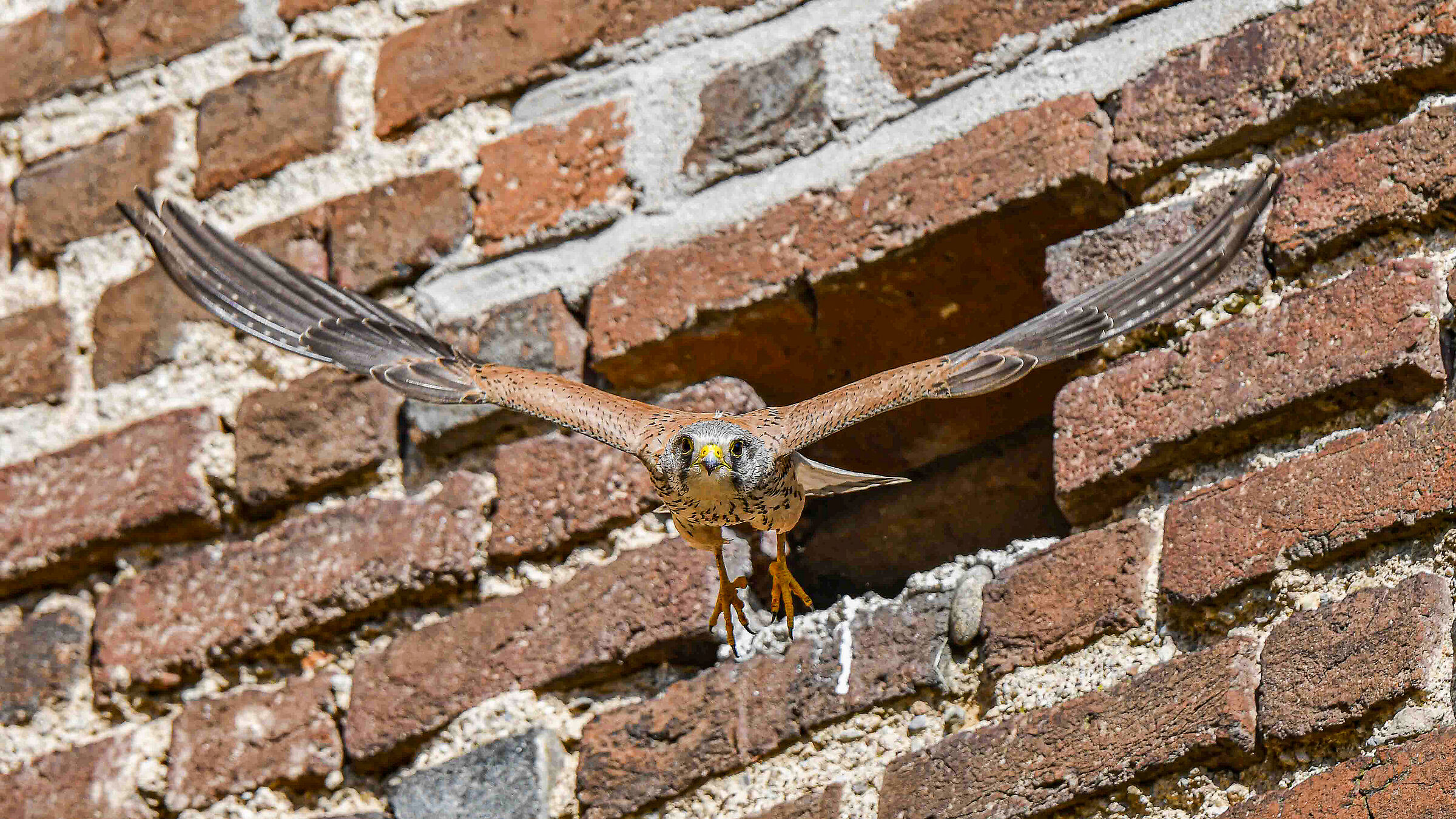 Right to me Kestrel !!