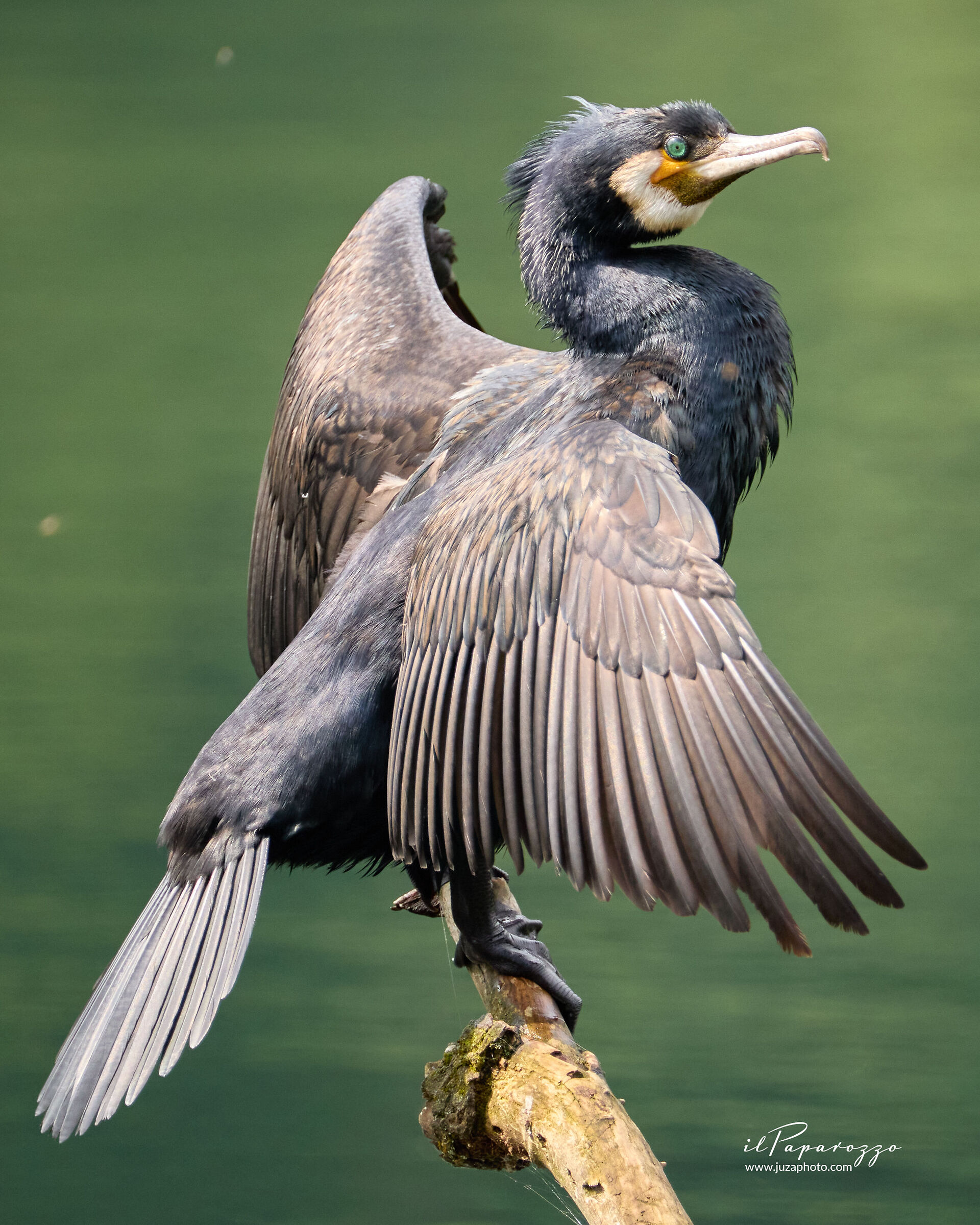 Cormorano