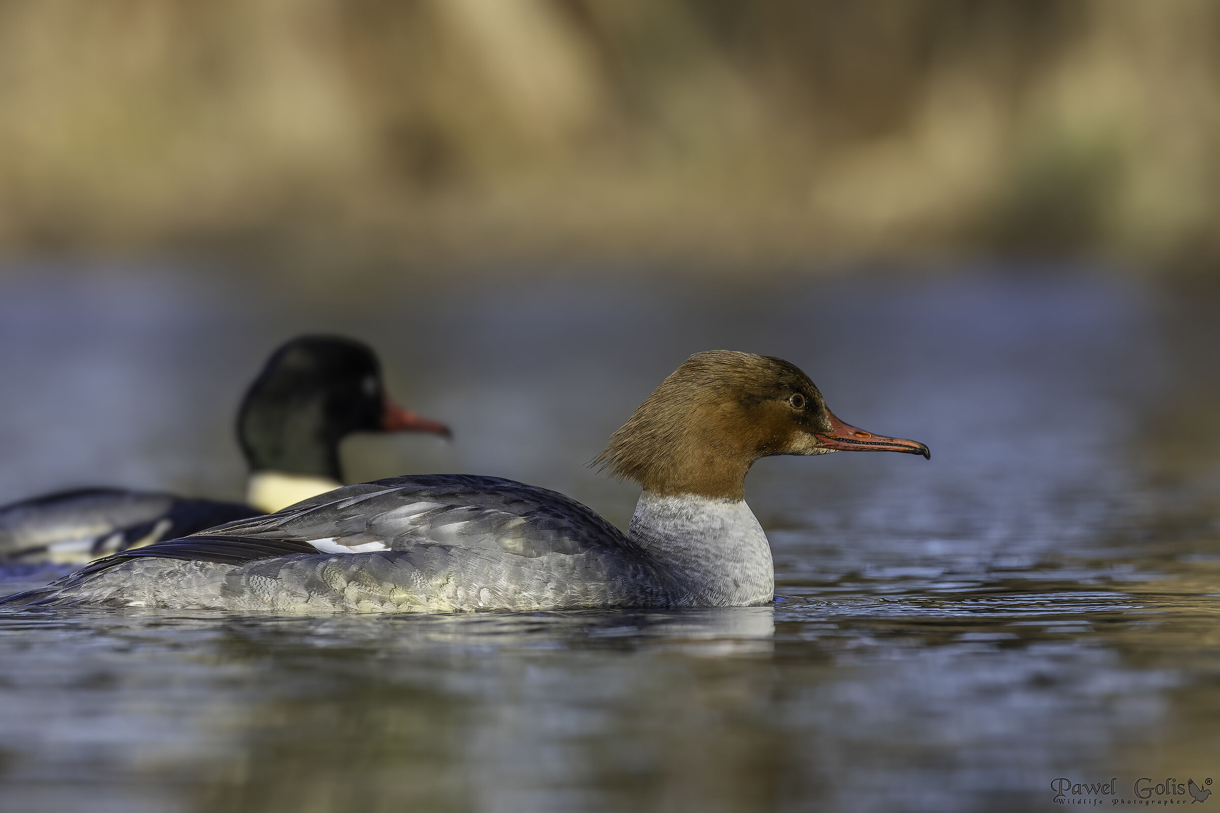 Mergus merganser (Smergo comune)