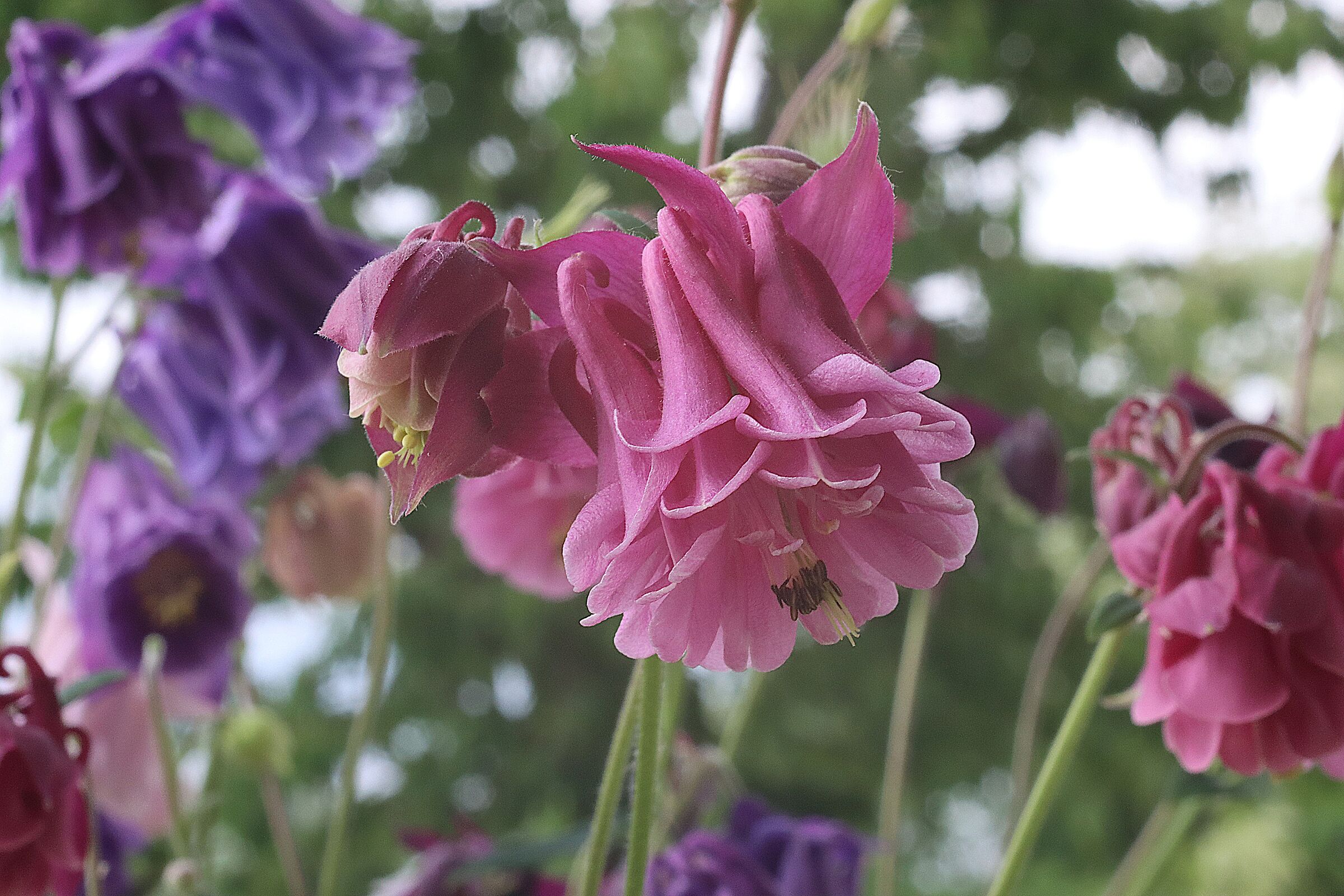aquilegia