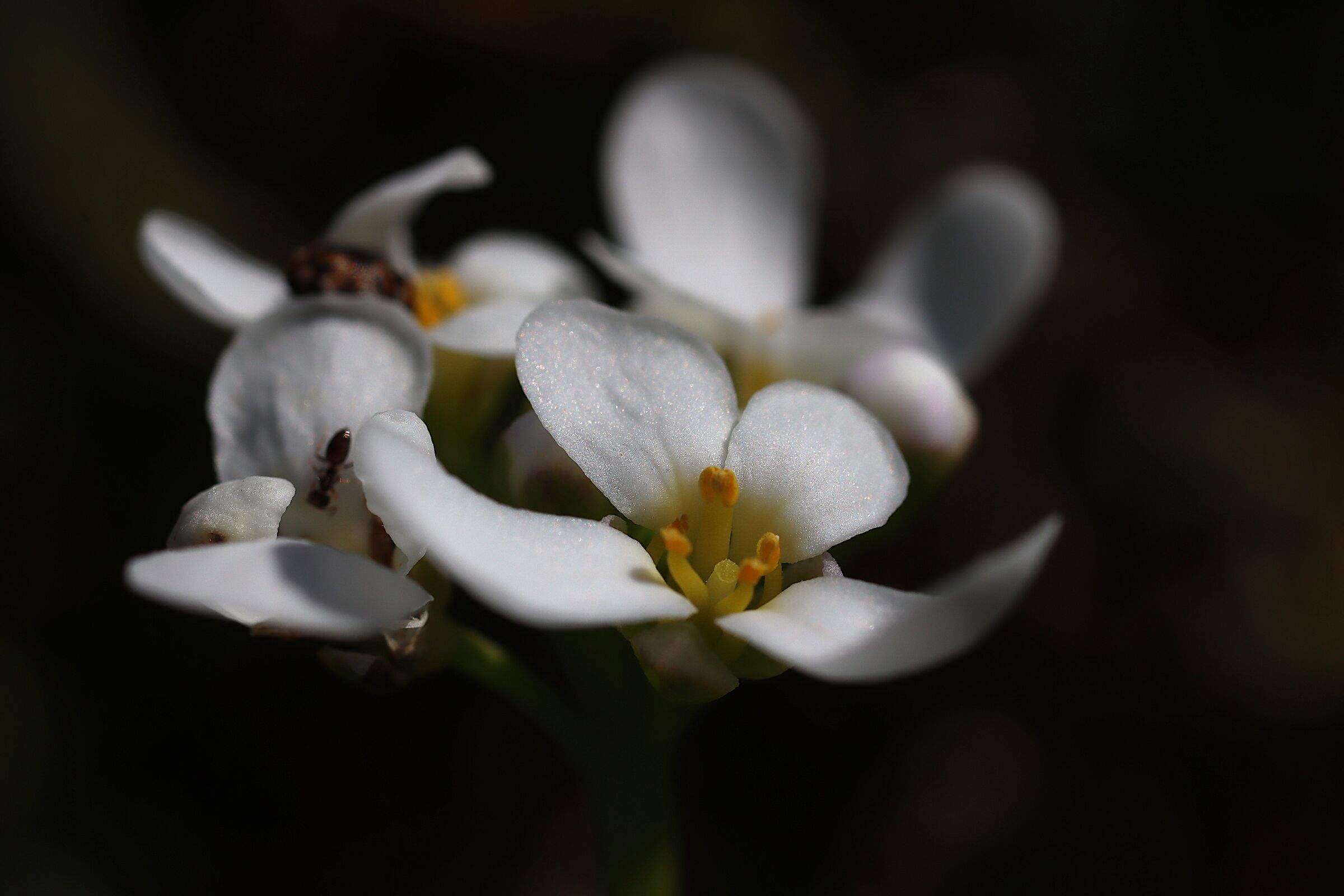 cardamomo