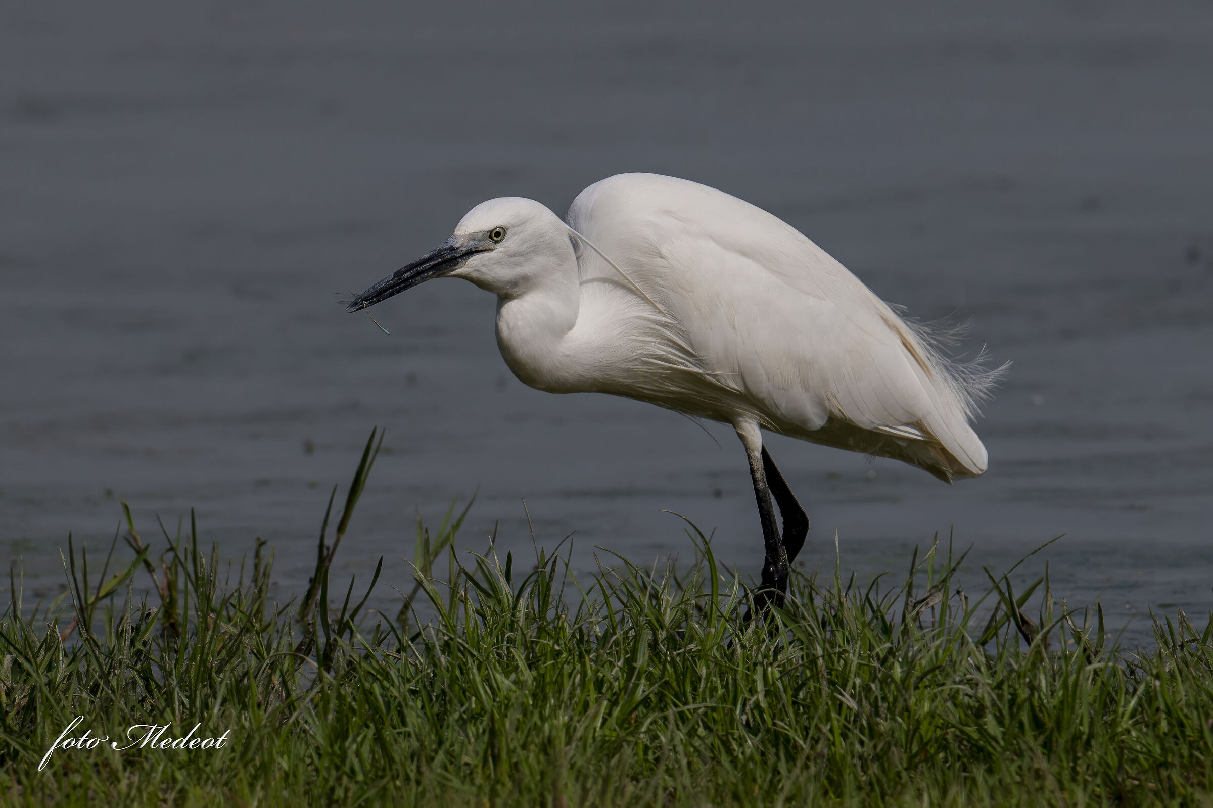 Little egret, today dragonfly