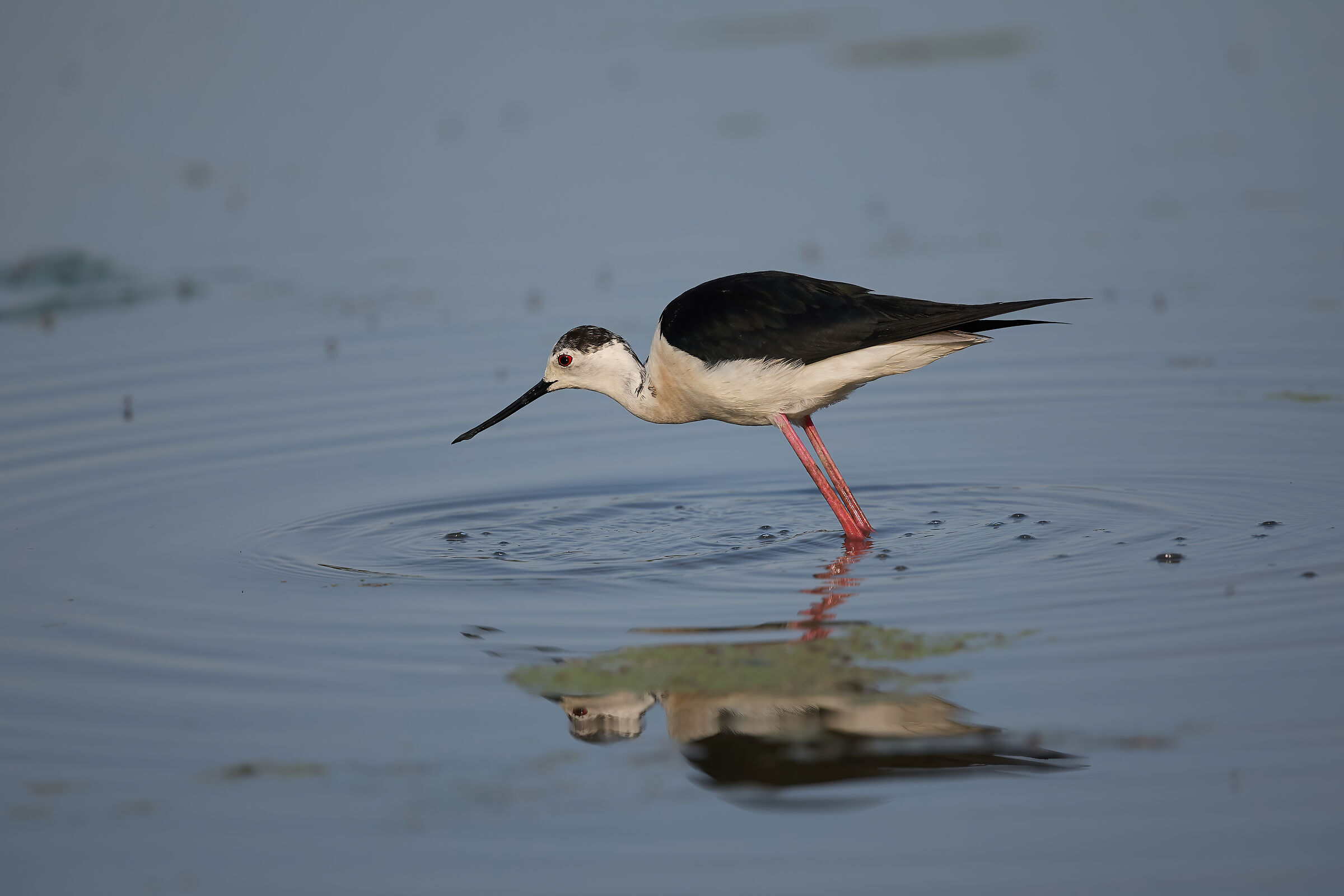 Black-winged Stilt
