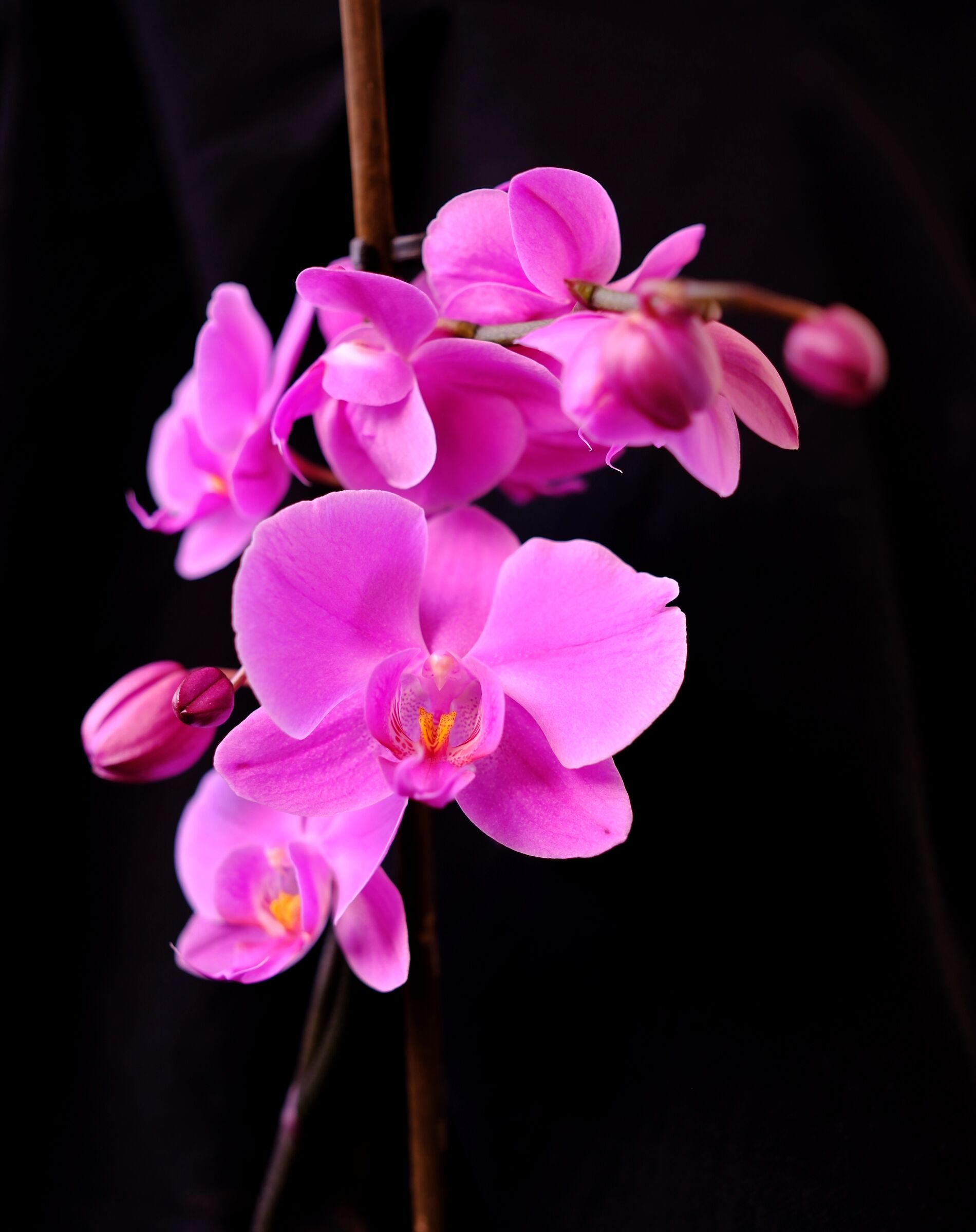 È rifiorita la mia orchidea!