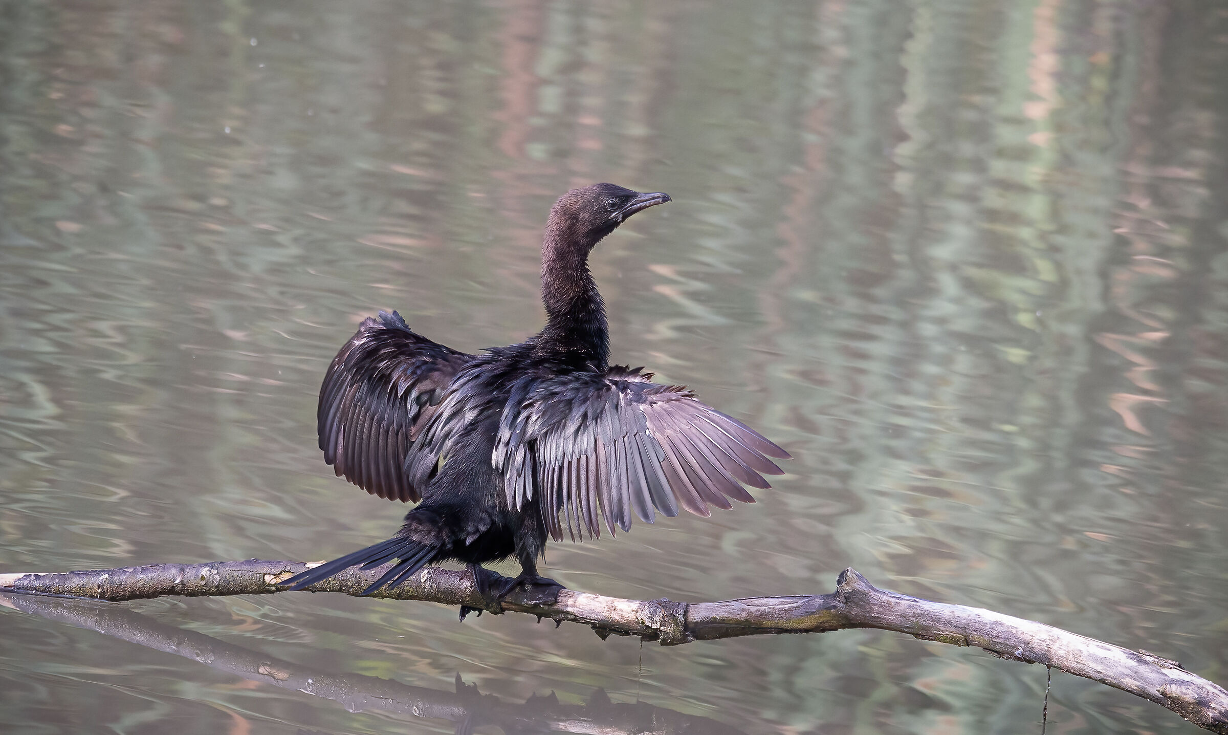 Cormorant