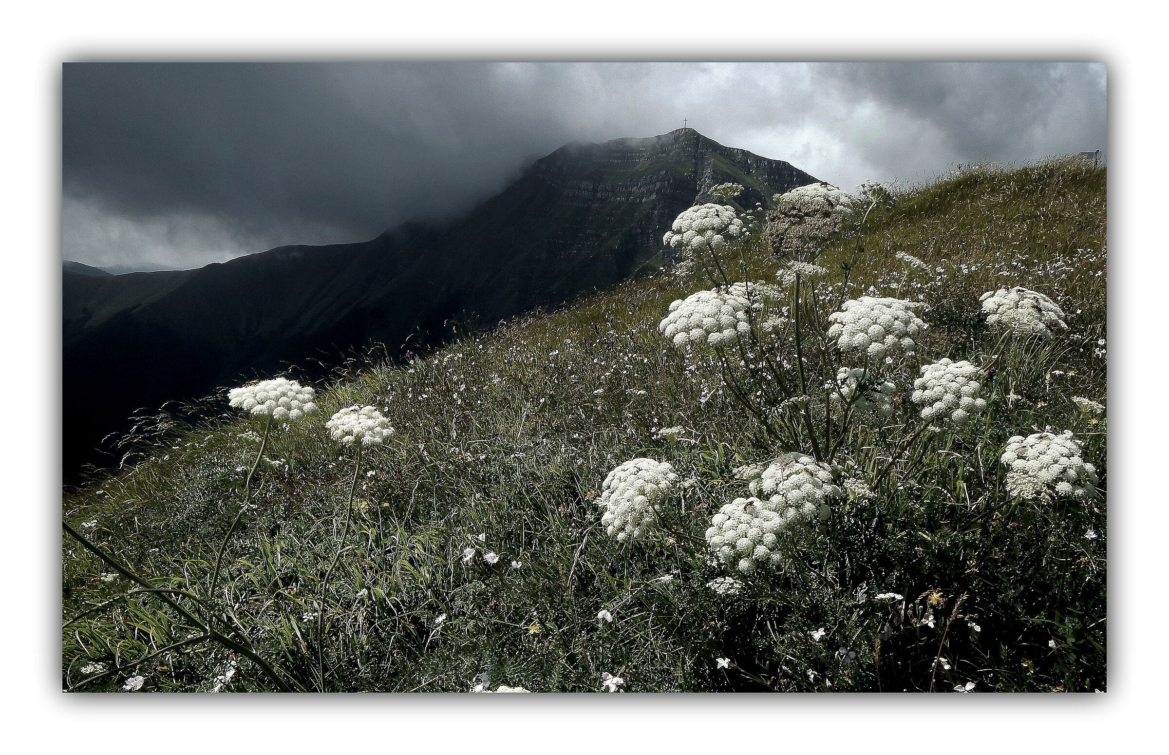 Umbelliferae at high altitude