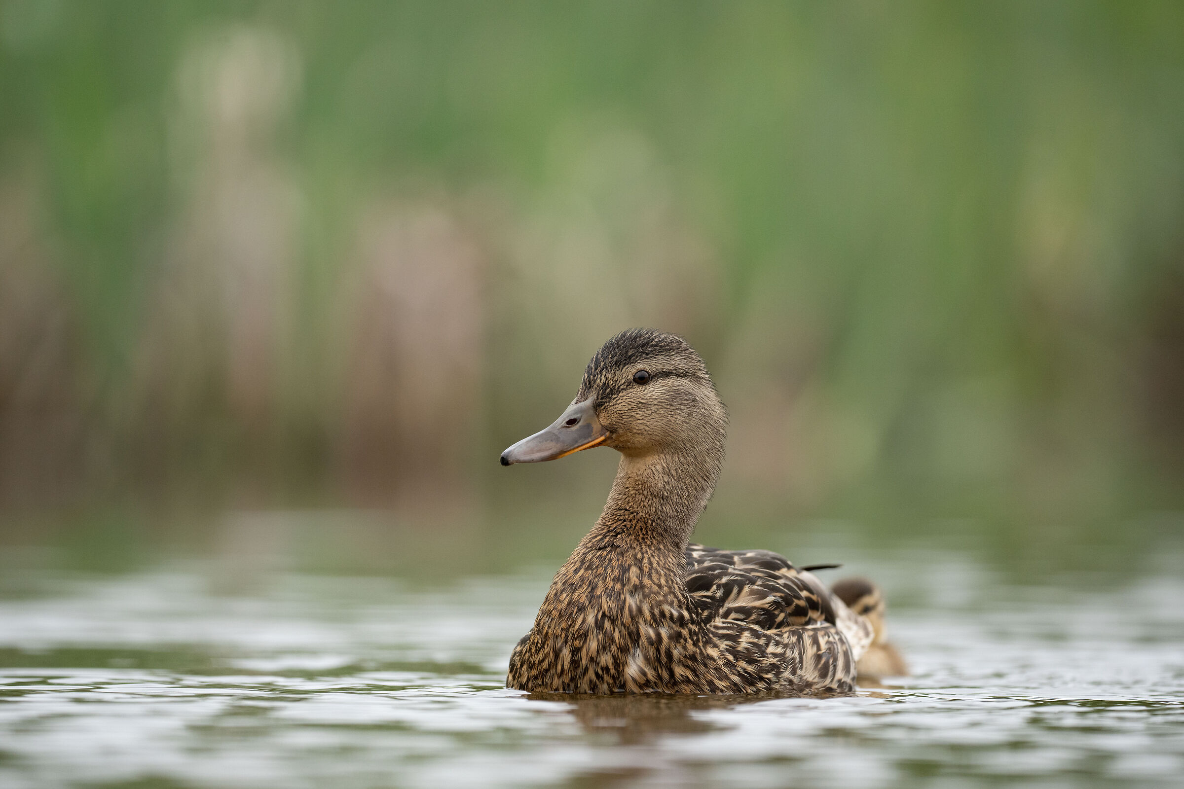 sigma 500mm f5.6 S, sample 1