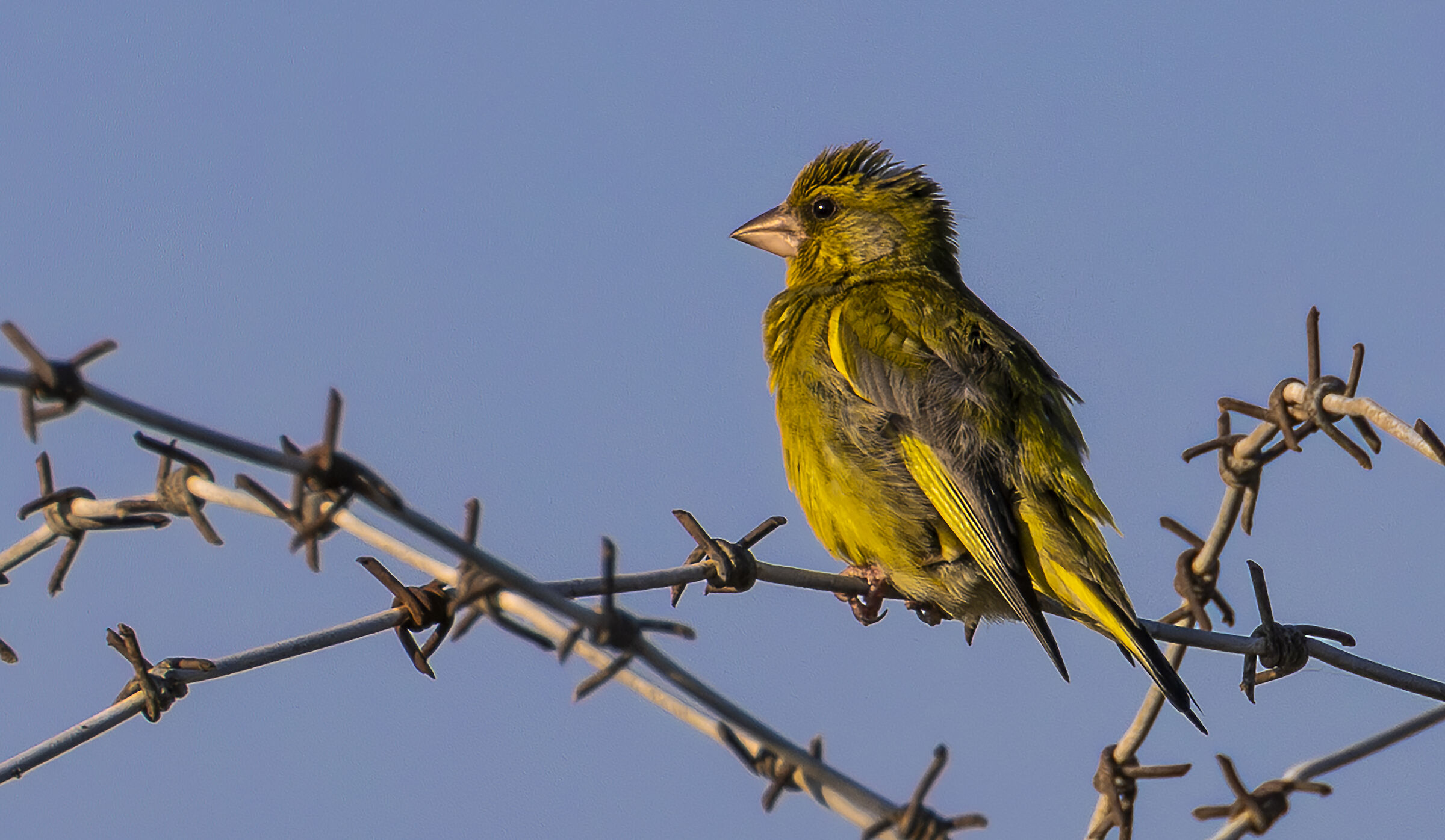 greenfinch on a wire
