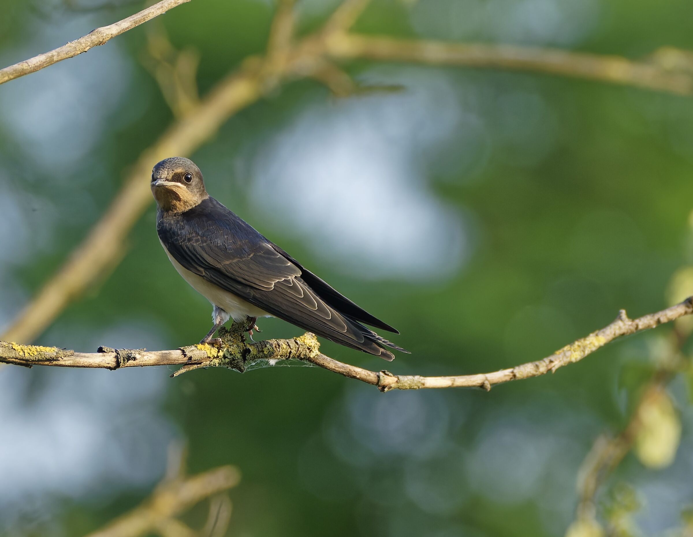 Bank swallow