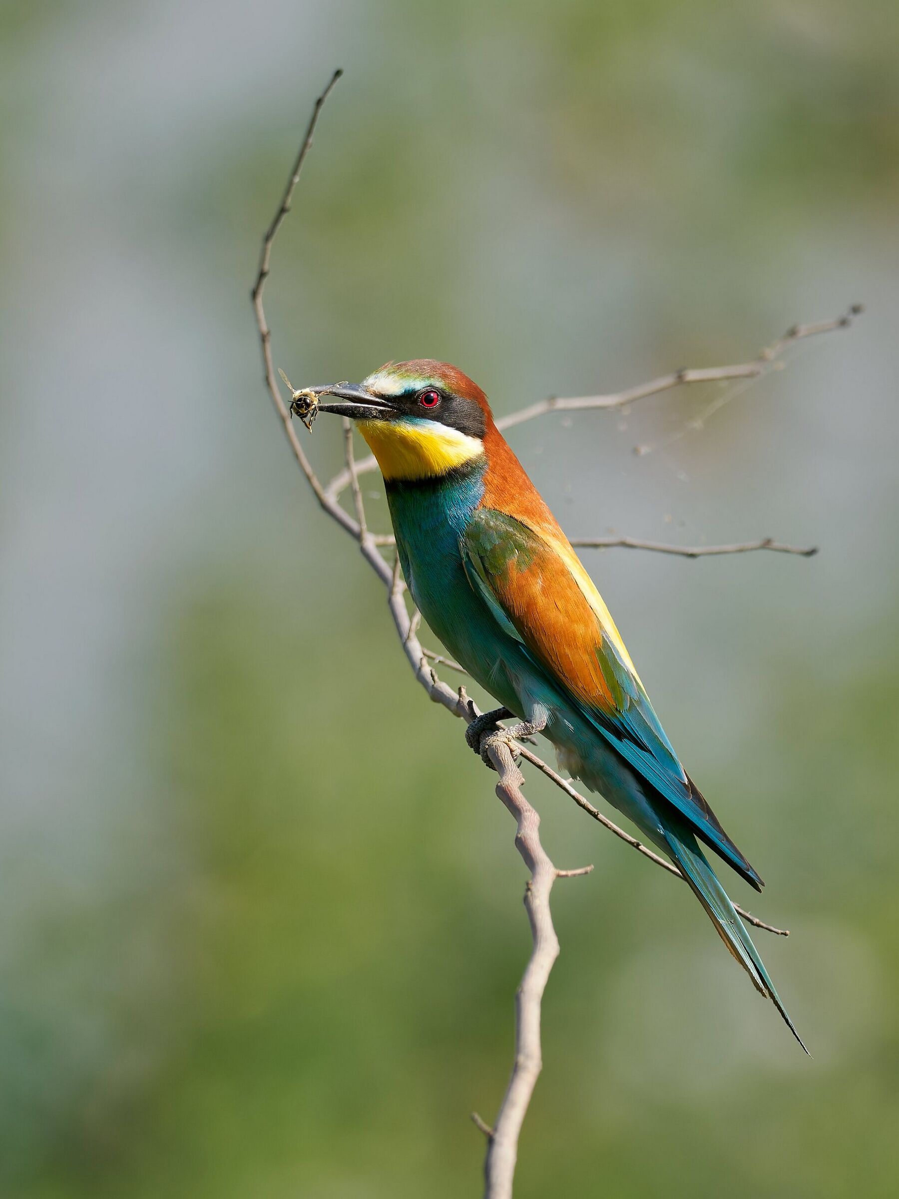 Bee-eater