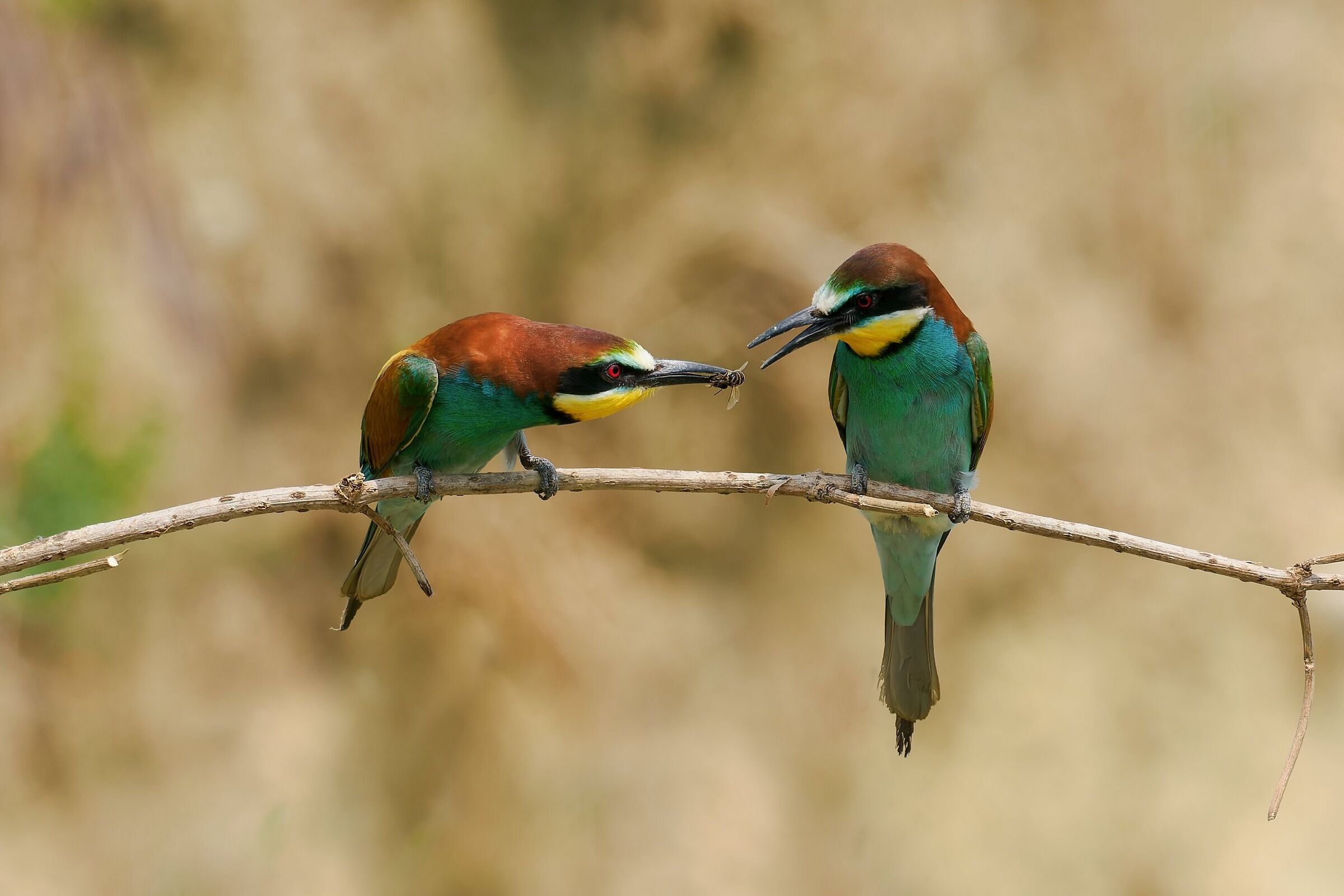 Bee-eaters