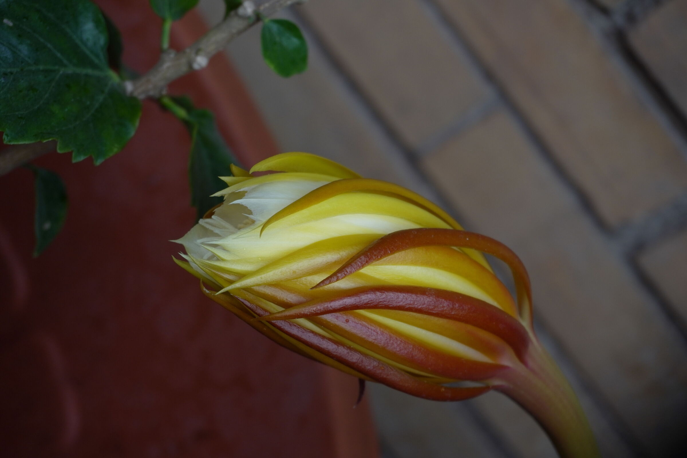 Flower is about to bloom